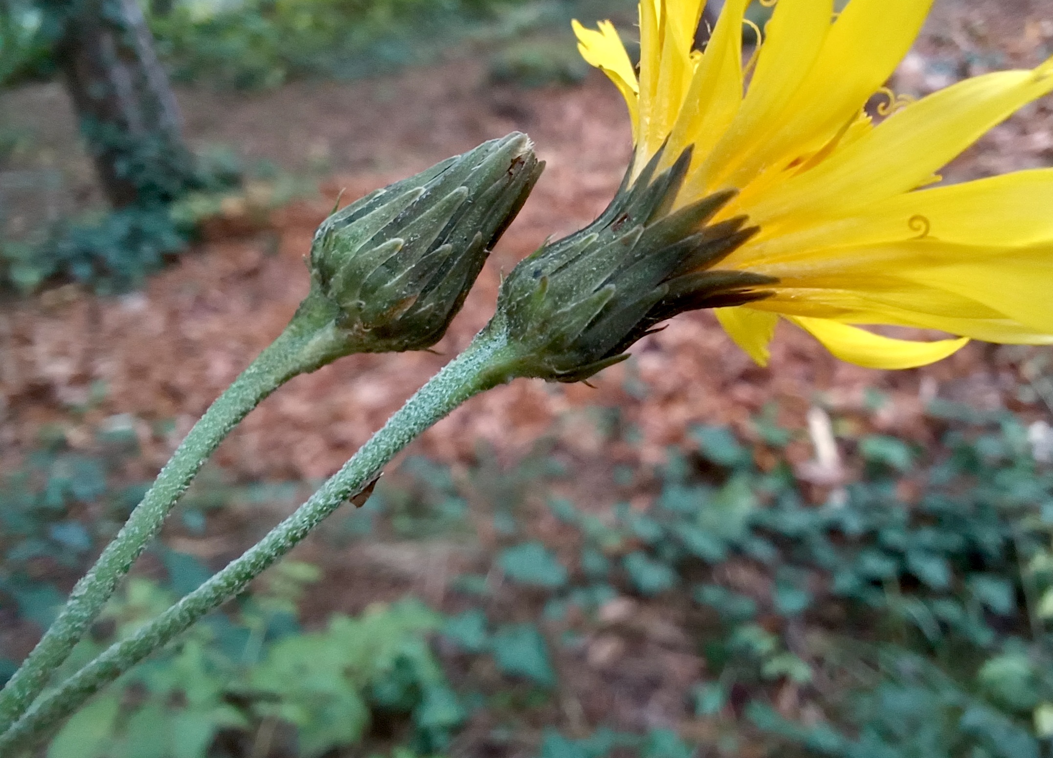 hieracium cf. sabaudum kalvarienberg maria-ellend 20251017_093224.jpg