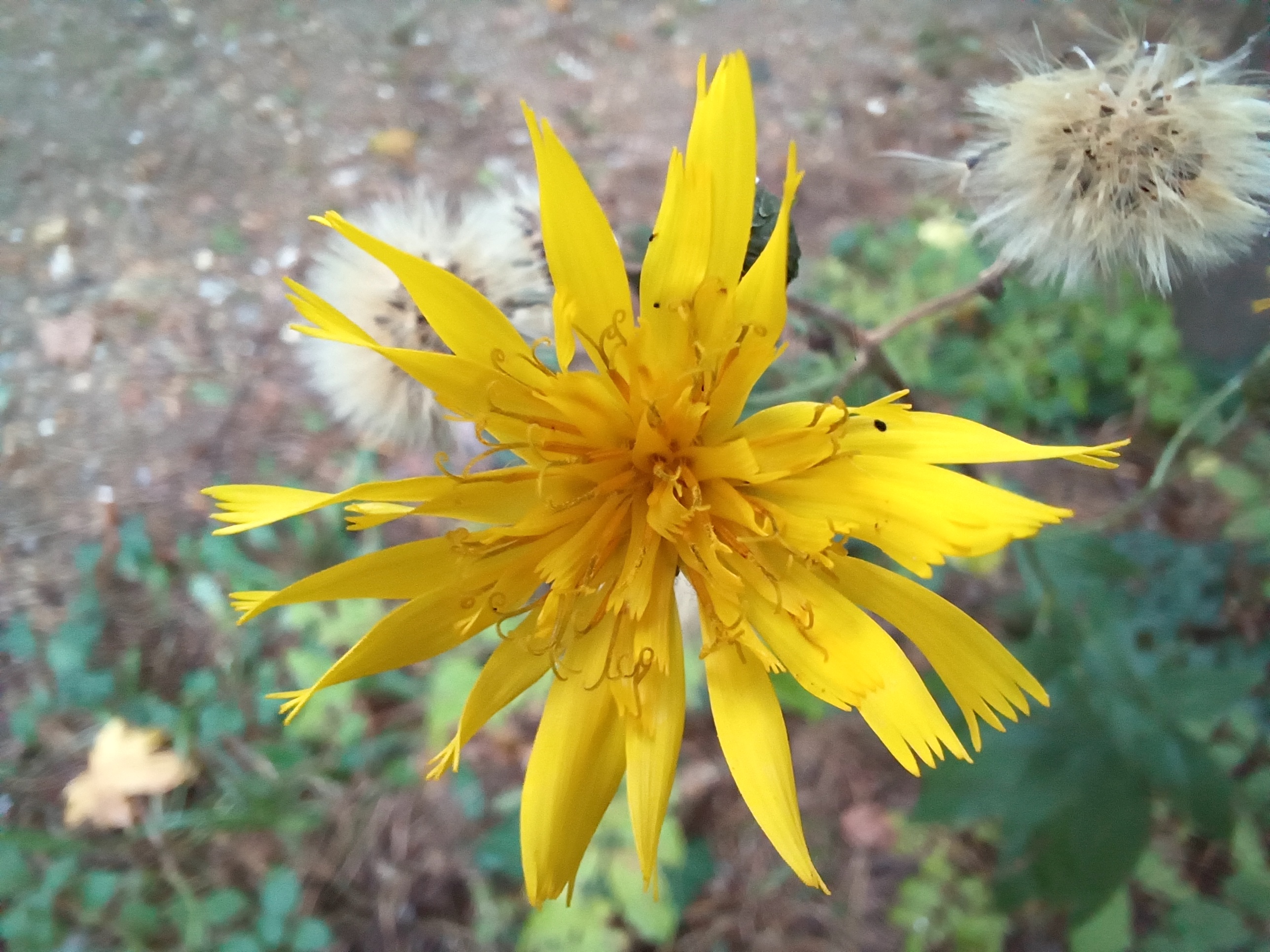 hieracium cf. sabaudum kalvarienberg maria-ellend 20251017_093305.jpg