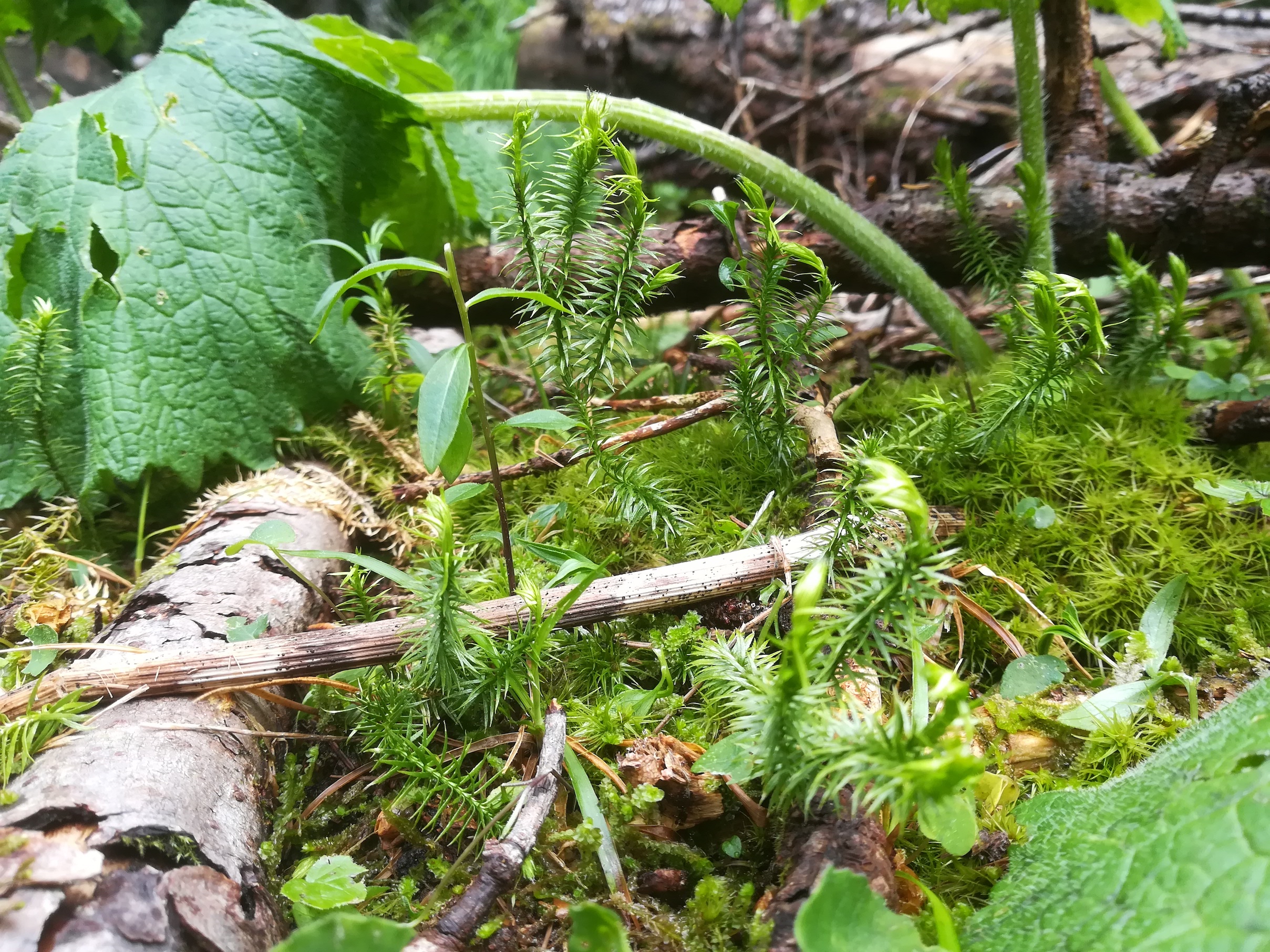 lycopodium cf. annotinum schneeberg losenheim - ochsenboden_20180615_140943.jpg