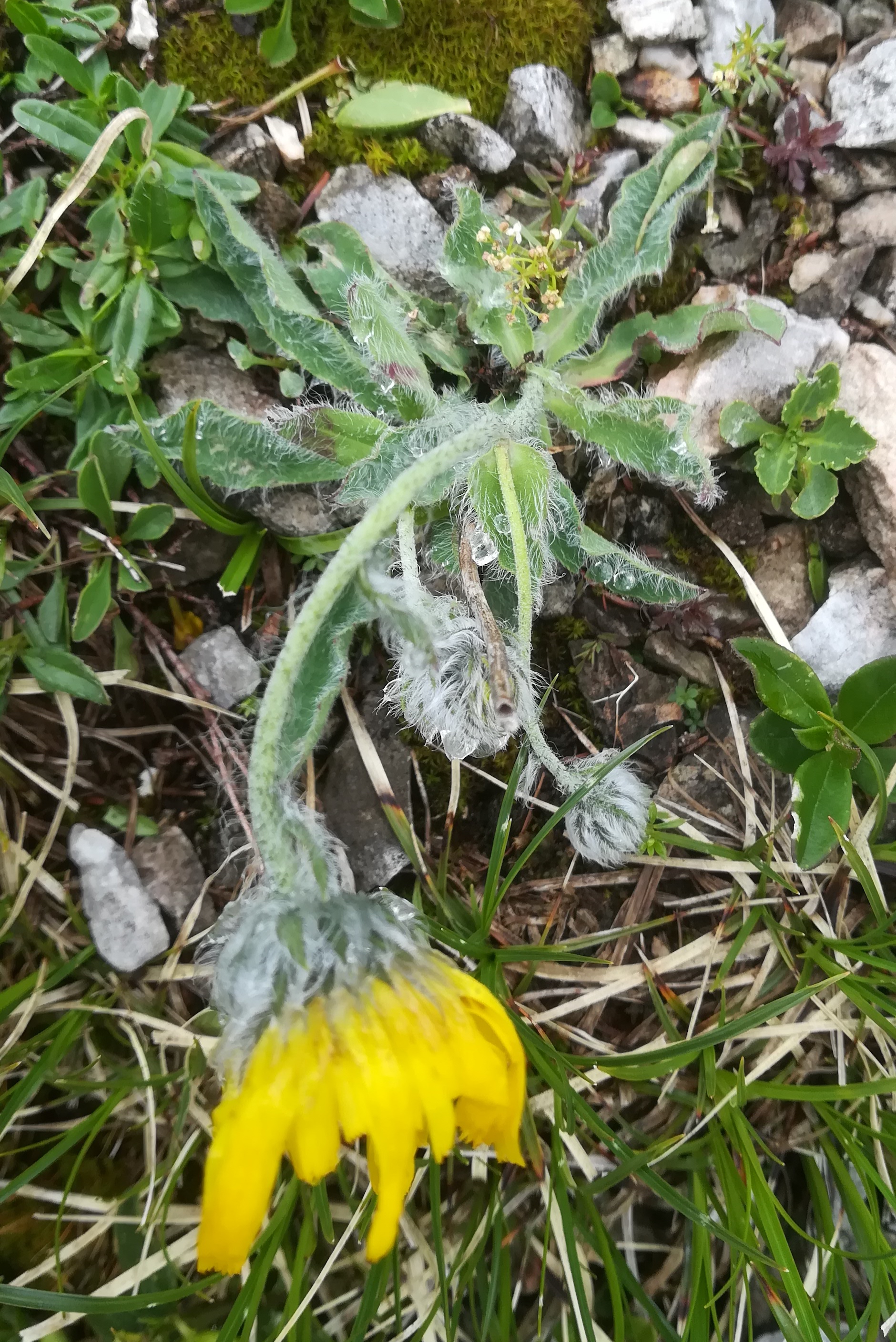 cf. hieracium sp. schneeberg losenheim - ochsenboden_20180615_130810.jpg