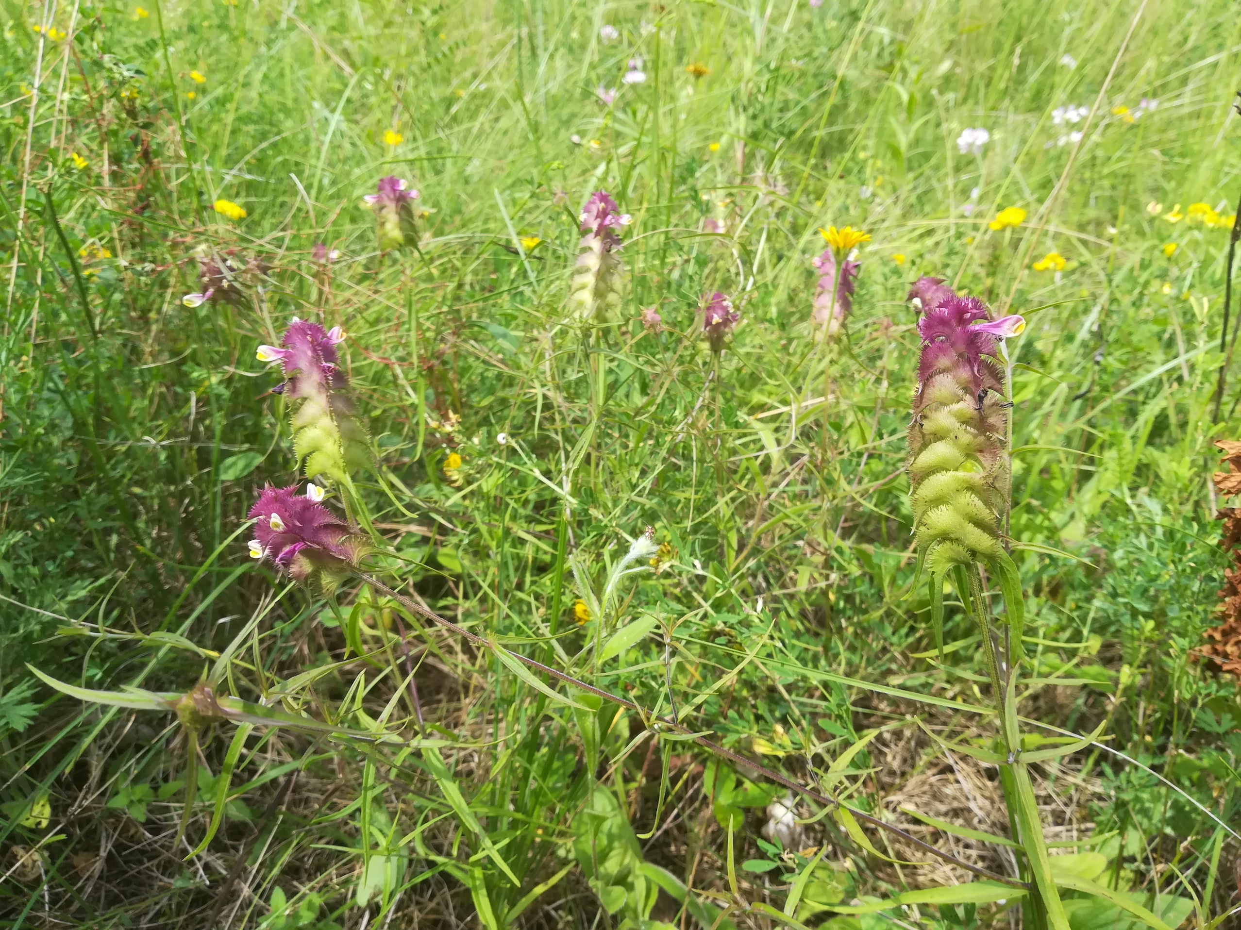 melampyrum cristatum hirtenberg_20180617_140455.jpg