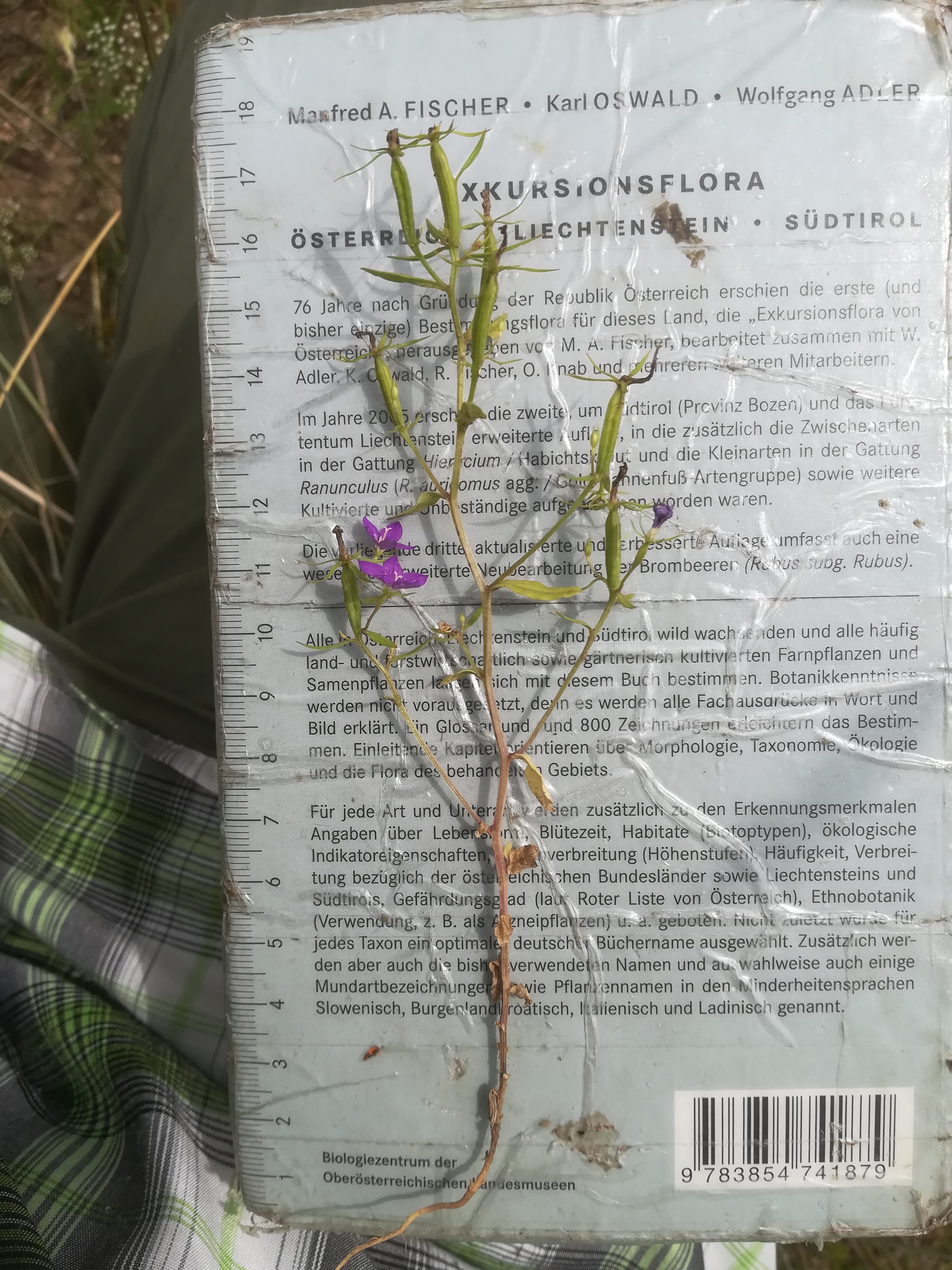 legousia speculum-veneris hirtenberg_20180617_142352.jpg