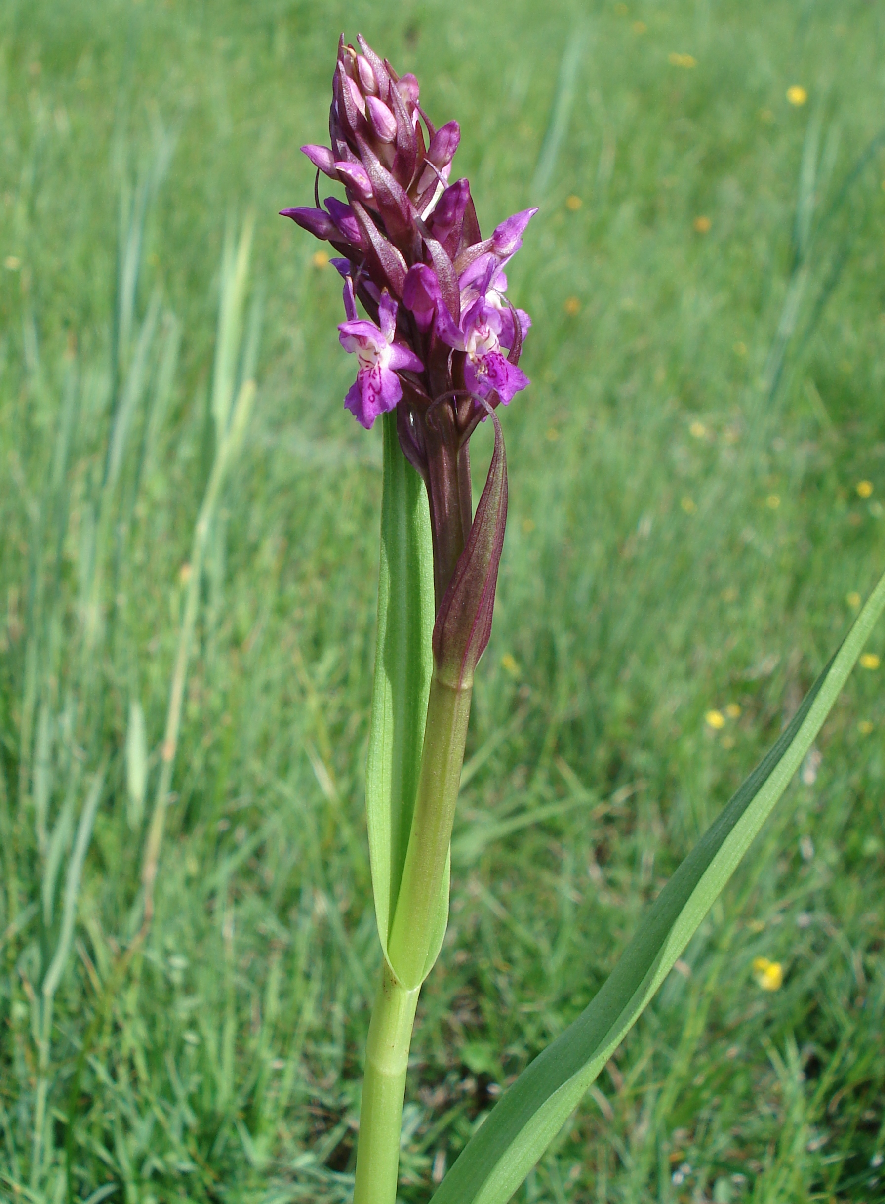 Dac.incarnata.ssp.serotina.cf.Pinzgau.Hollersbach.JPG