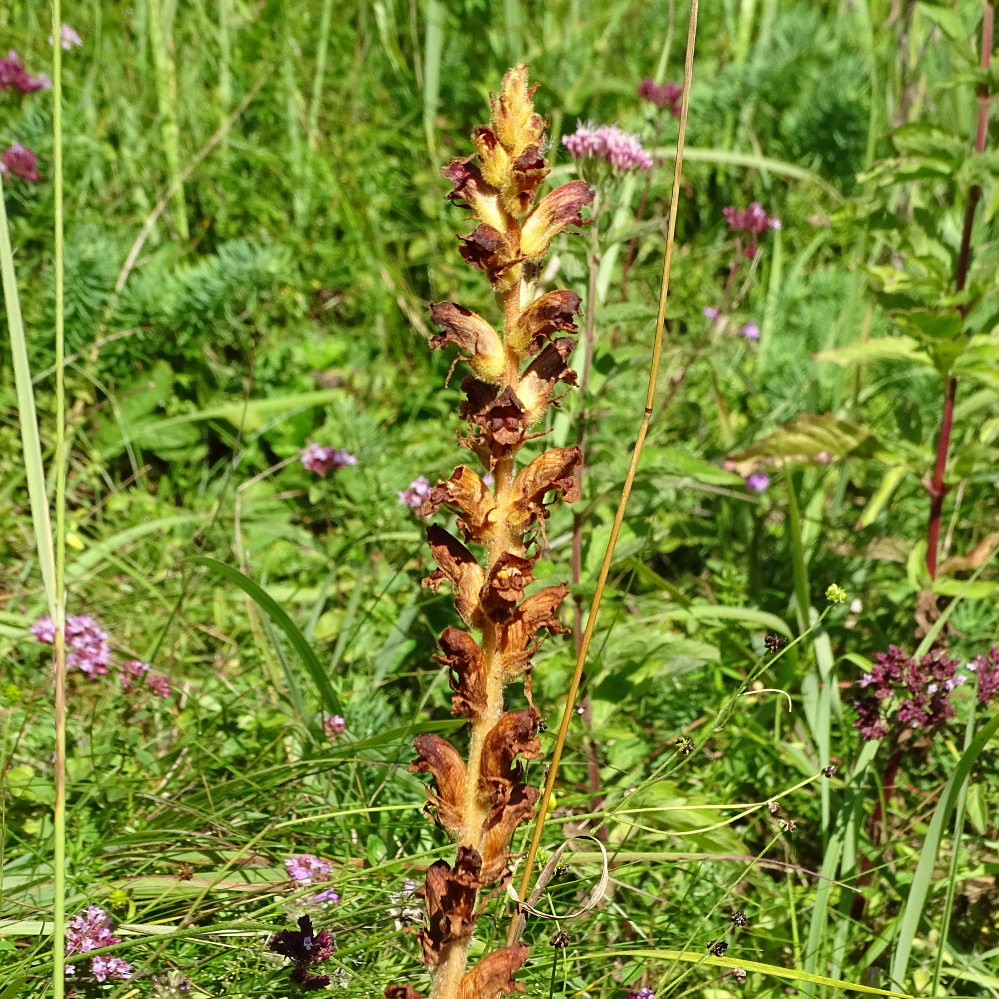 sommerwurz_erhardhoehe.jpg