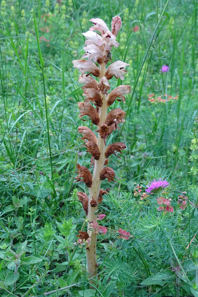 orobanche caryophyllacea3_burgstallerh.jpg