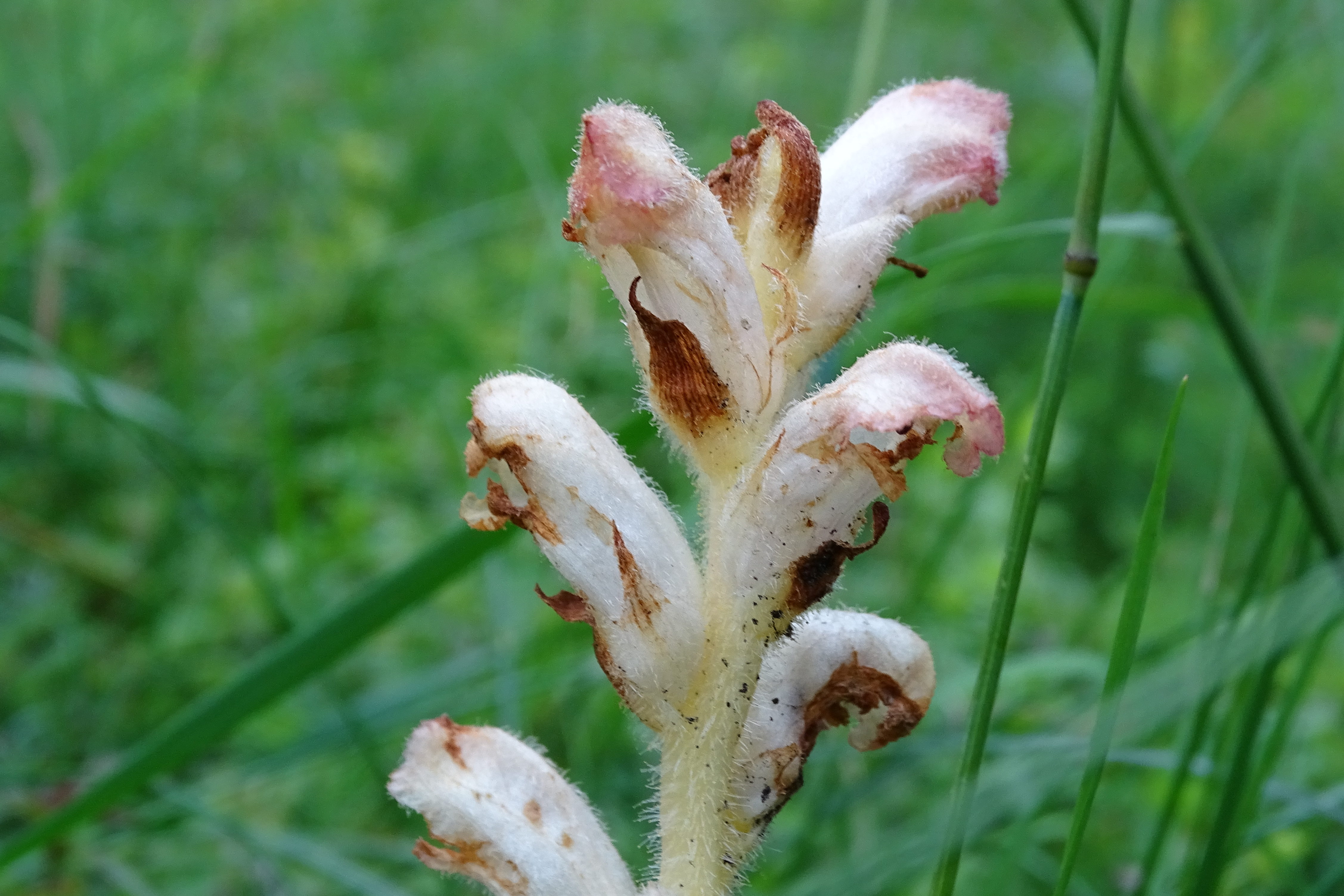 orobanche caryophyllacea2_burgstallerh.jpg