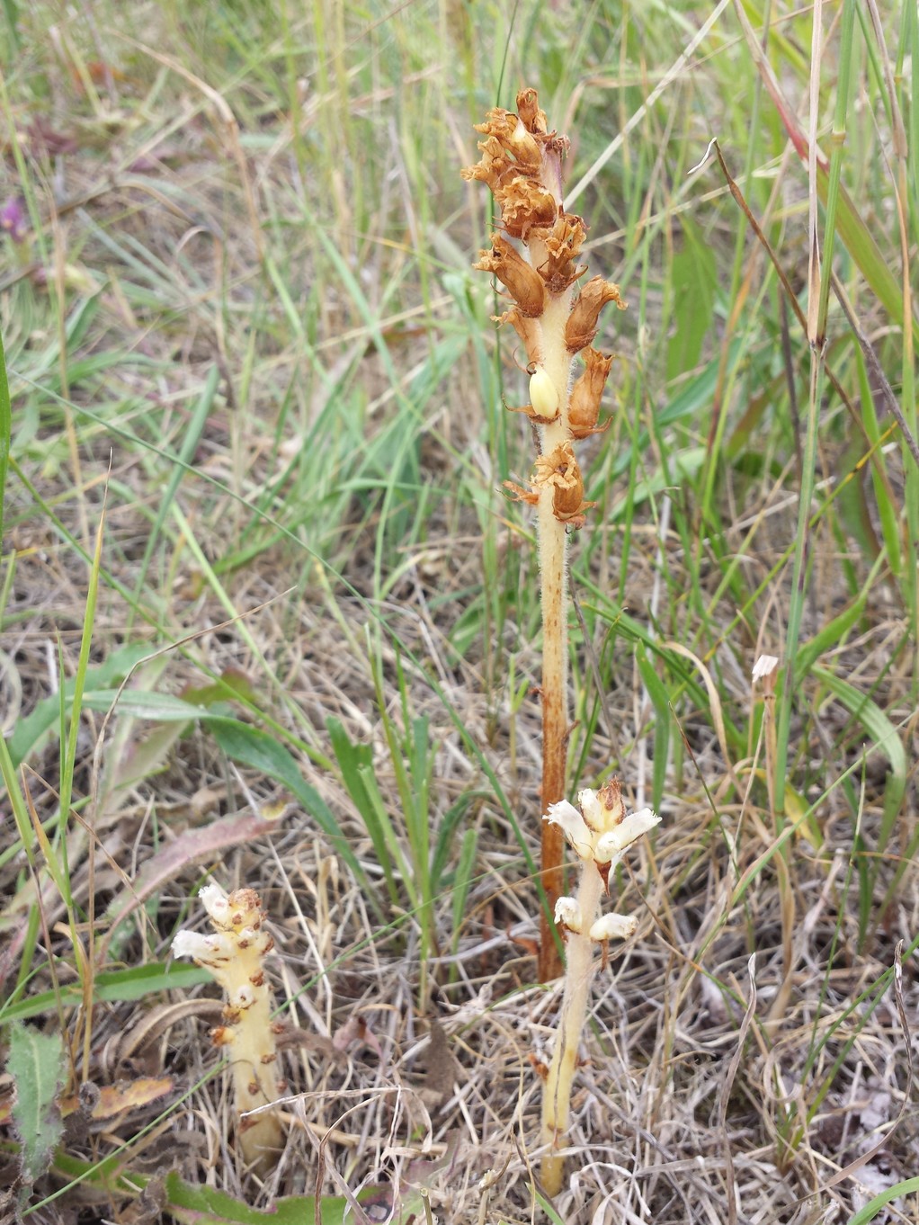 20180616_163647.jpg