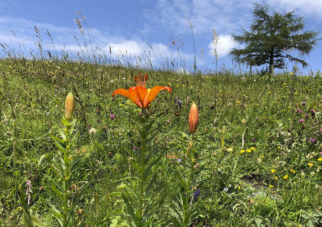 lilium bulbiferum4.jpg