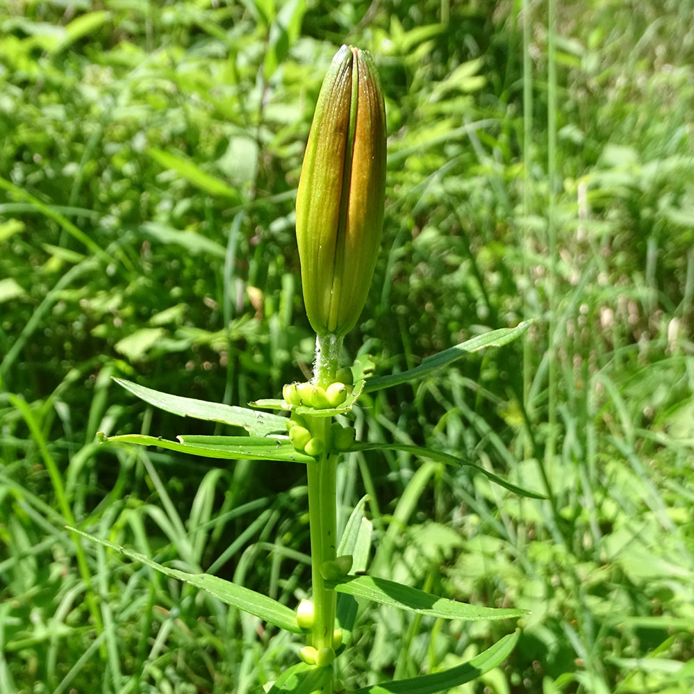 lilium bulbiferum3.jpg