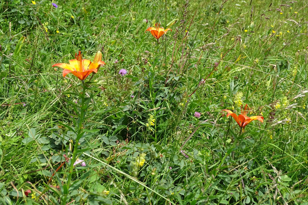 lilium bulbiferum2.jpg