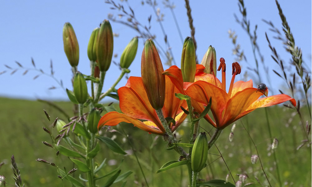 lilium bulbiferum1.jpg