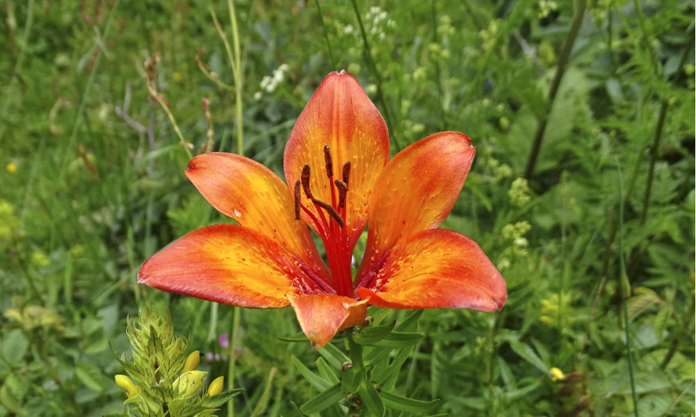 lilium bulbiferum.jpg