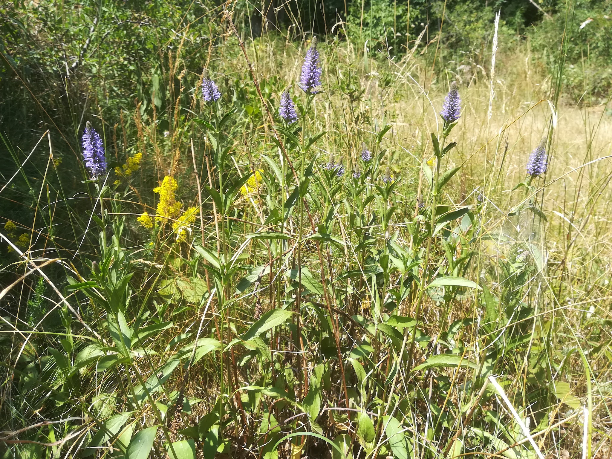 veronica orchidea schwadorfer wald_20180621_132959.jpg