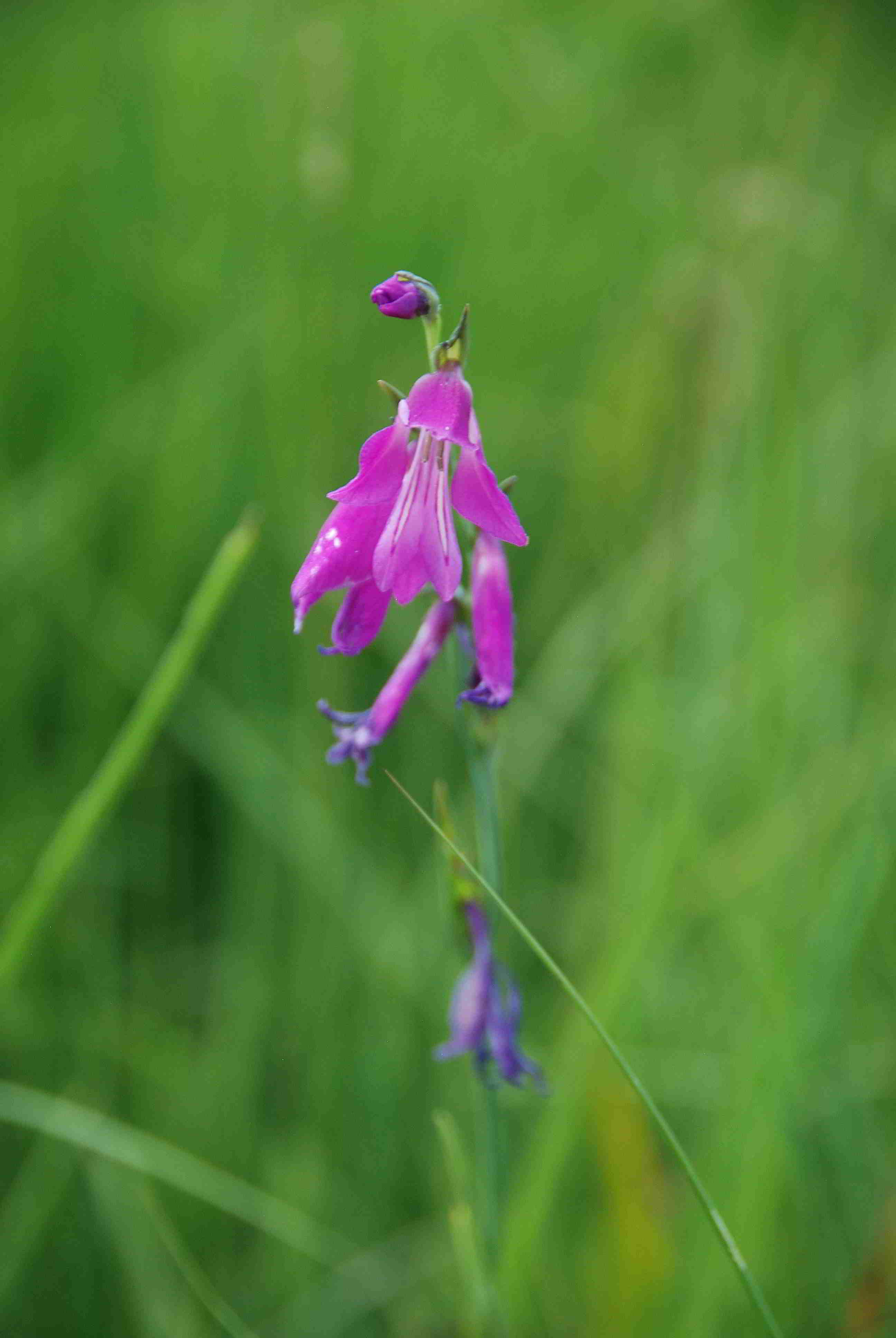 Pischelsdorfer Wiese-21062018-(7).JPG