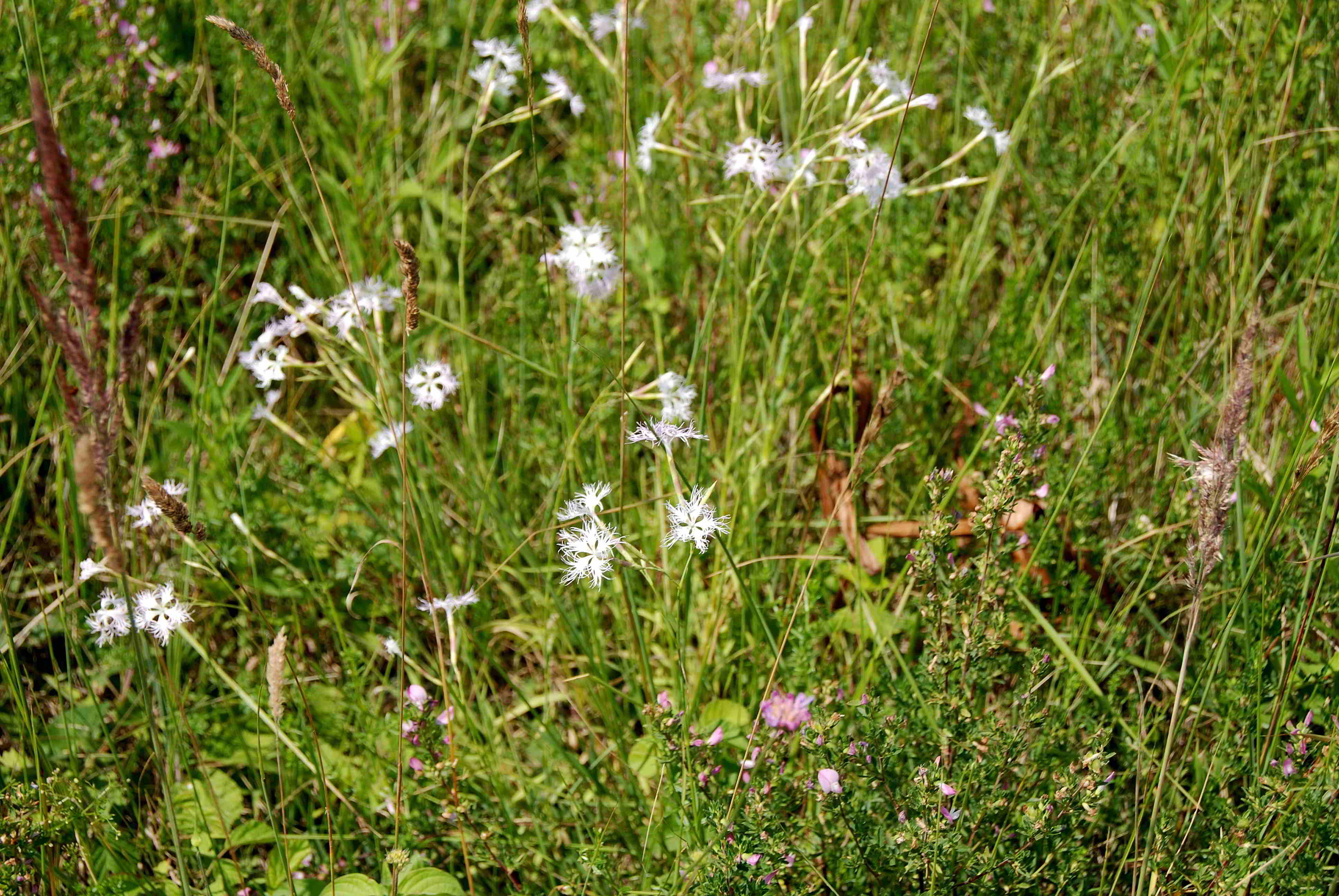 Pischelsdorfer Wiese-21062018-(24).JPG