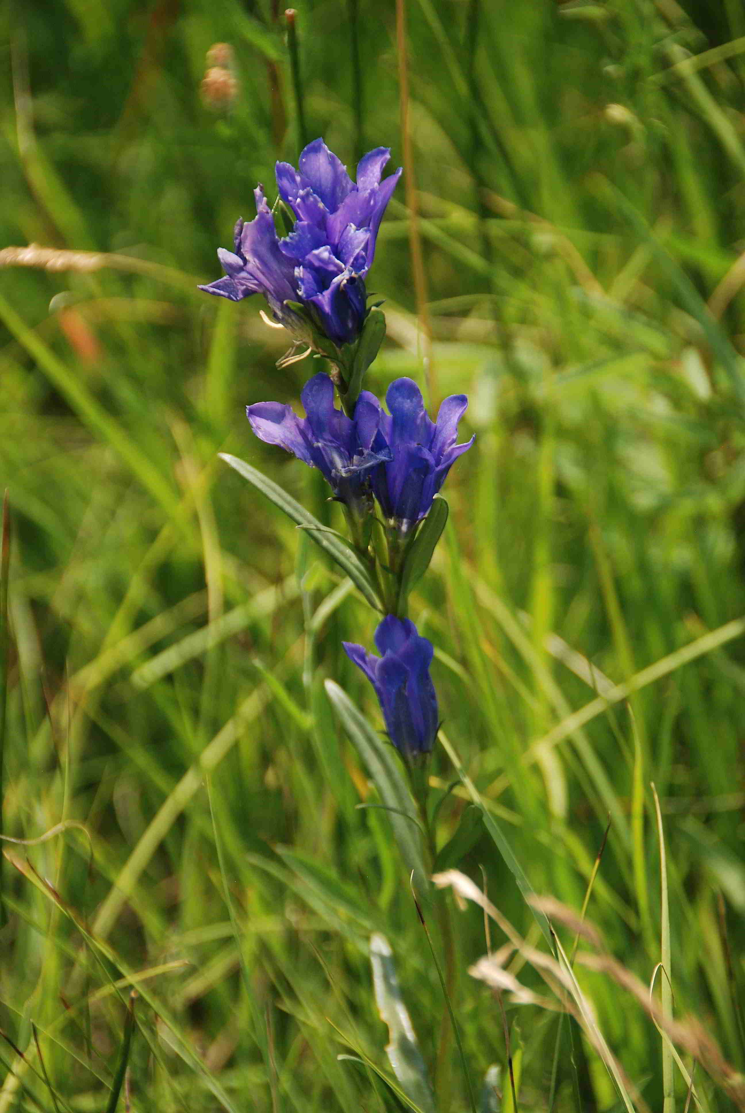 Pischelsdorfer Wiese-21062018-(29).JPG