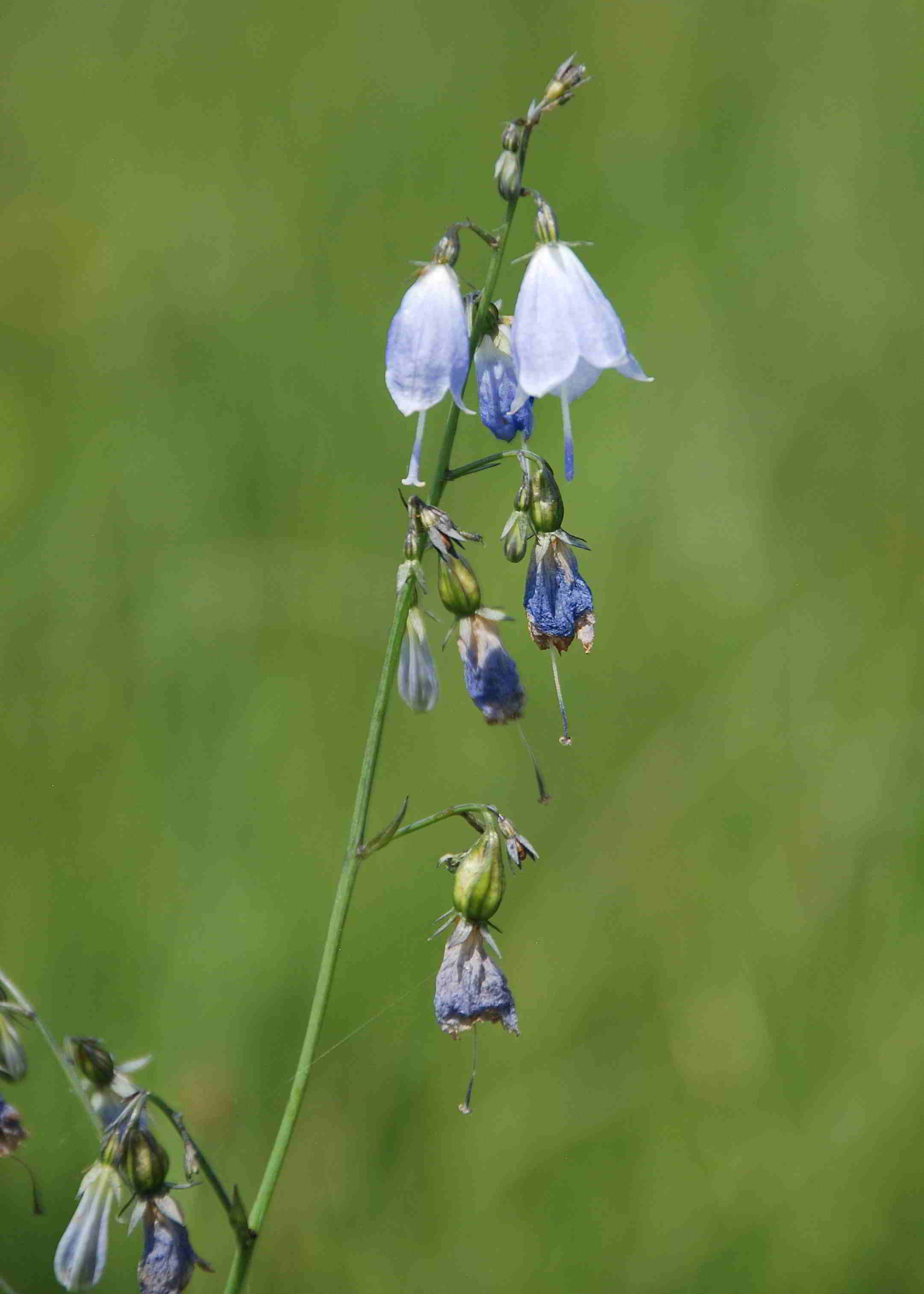 Pischelsdorfer Wiese-21062018-(34).JPG