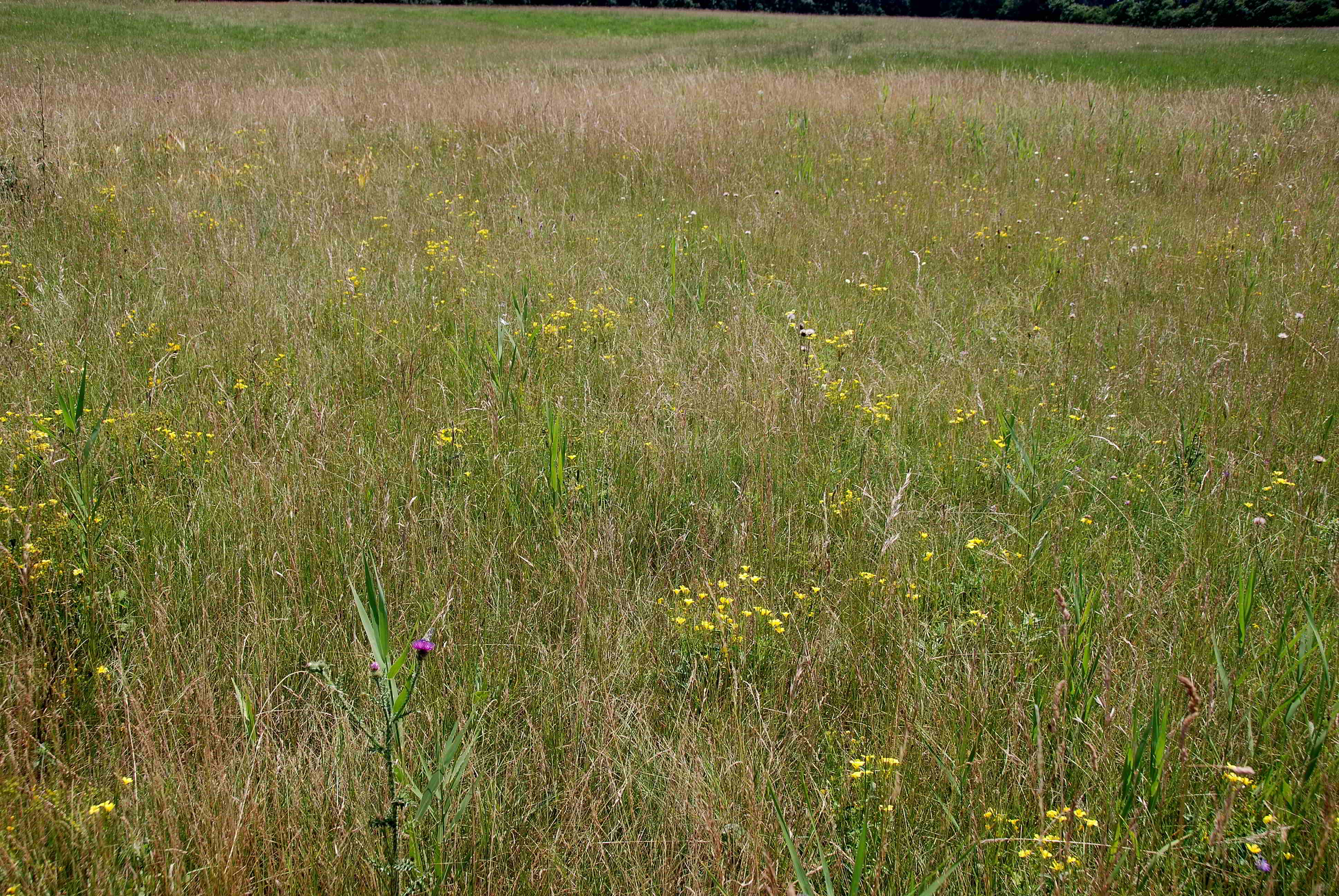 Pischelsdorfer Wiese-21062018-(1).JPG