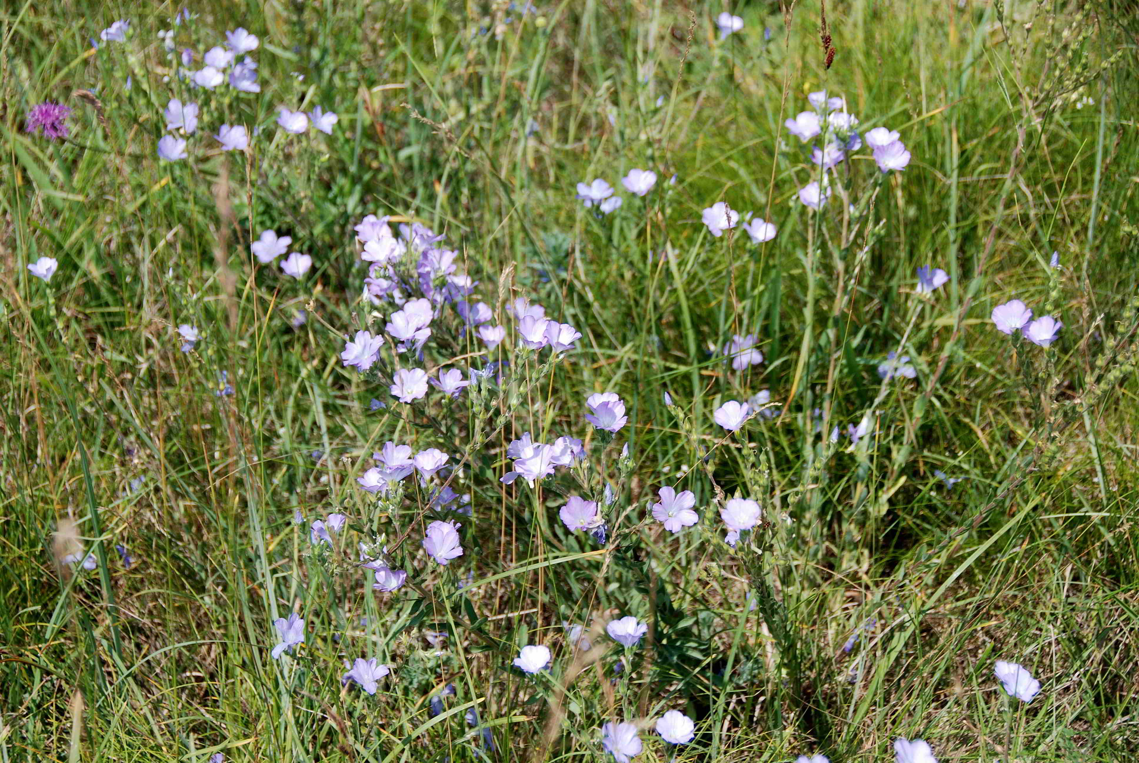 Pischelsdorfer Wiese-21062018-(17).JPG