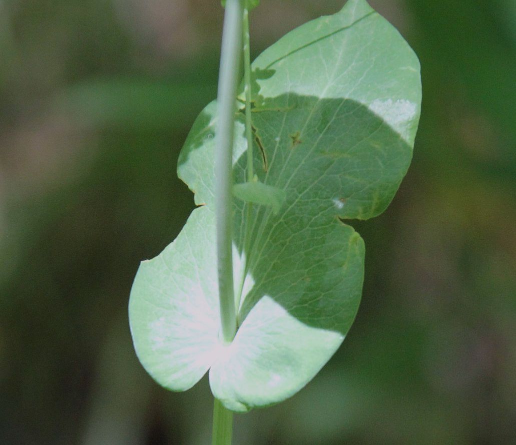 Bupleurum longifolium Oetscher Hintere Tormaeuer_20180621_15.jpg