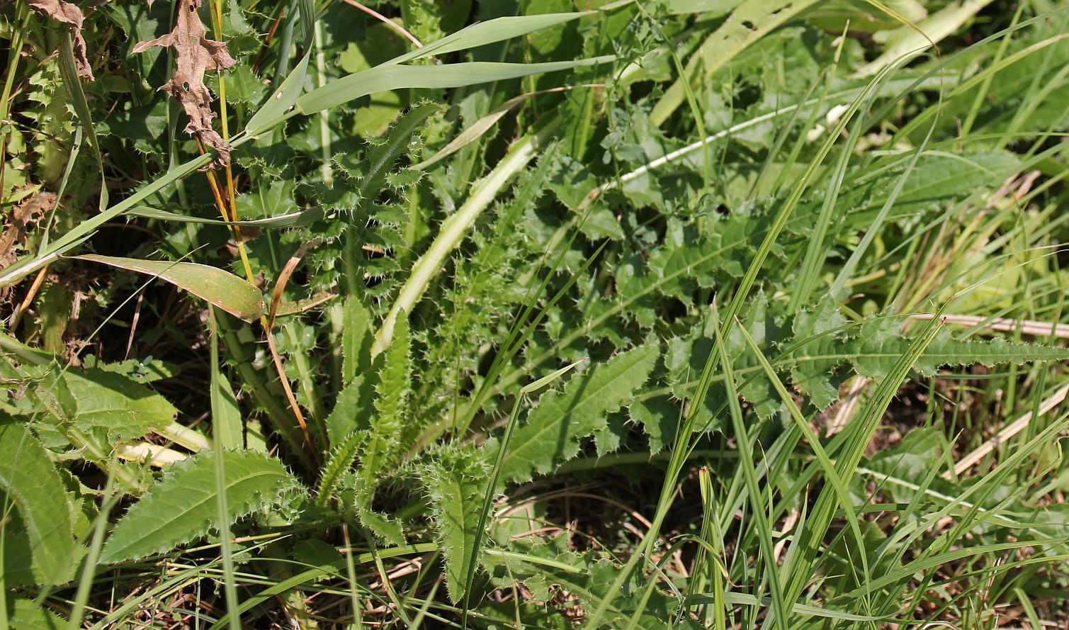 Cirsium_brachycephalum_Rosetten_Moosbrunn_Koegl-Brache_20160807_02.jpg