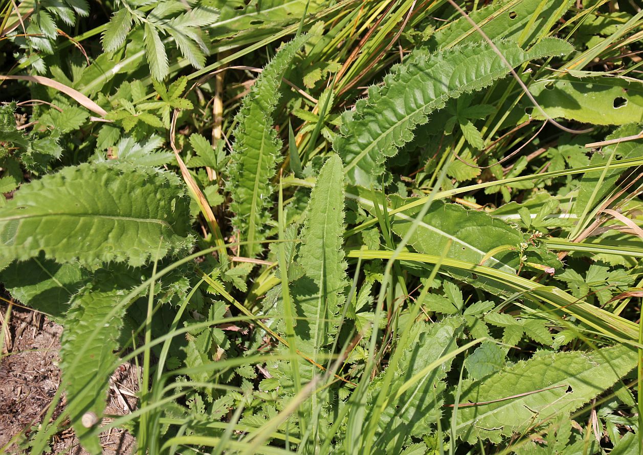 Cirsium_brachycephalum_Rosetten_Moosbrunn_Koegl-Brache_20160807_04.jpg