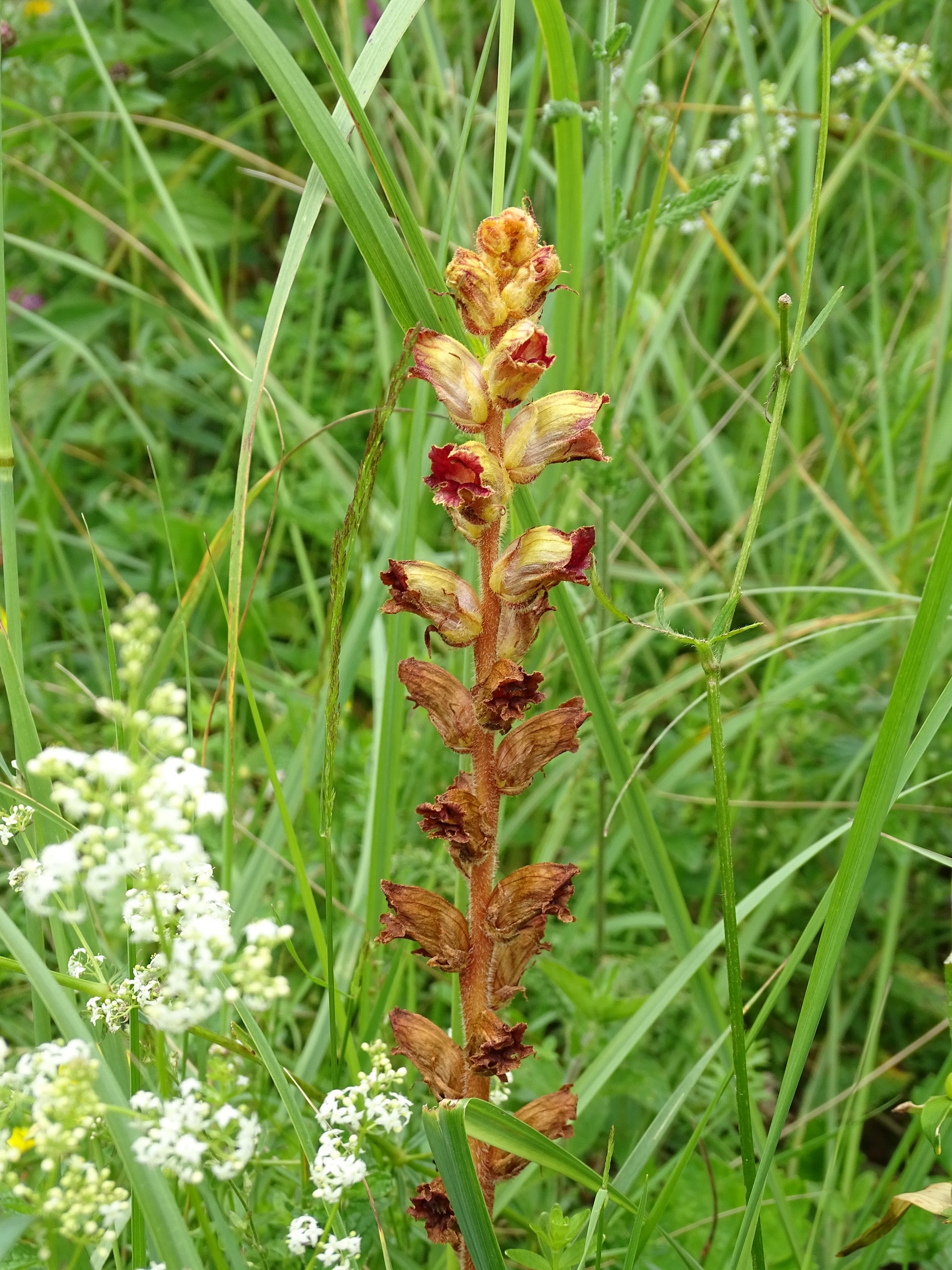 Orobanche gracilis_erhardhoehe.jpg