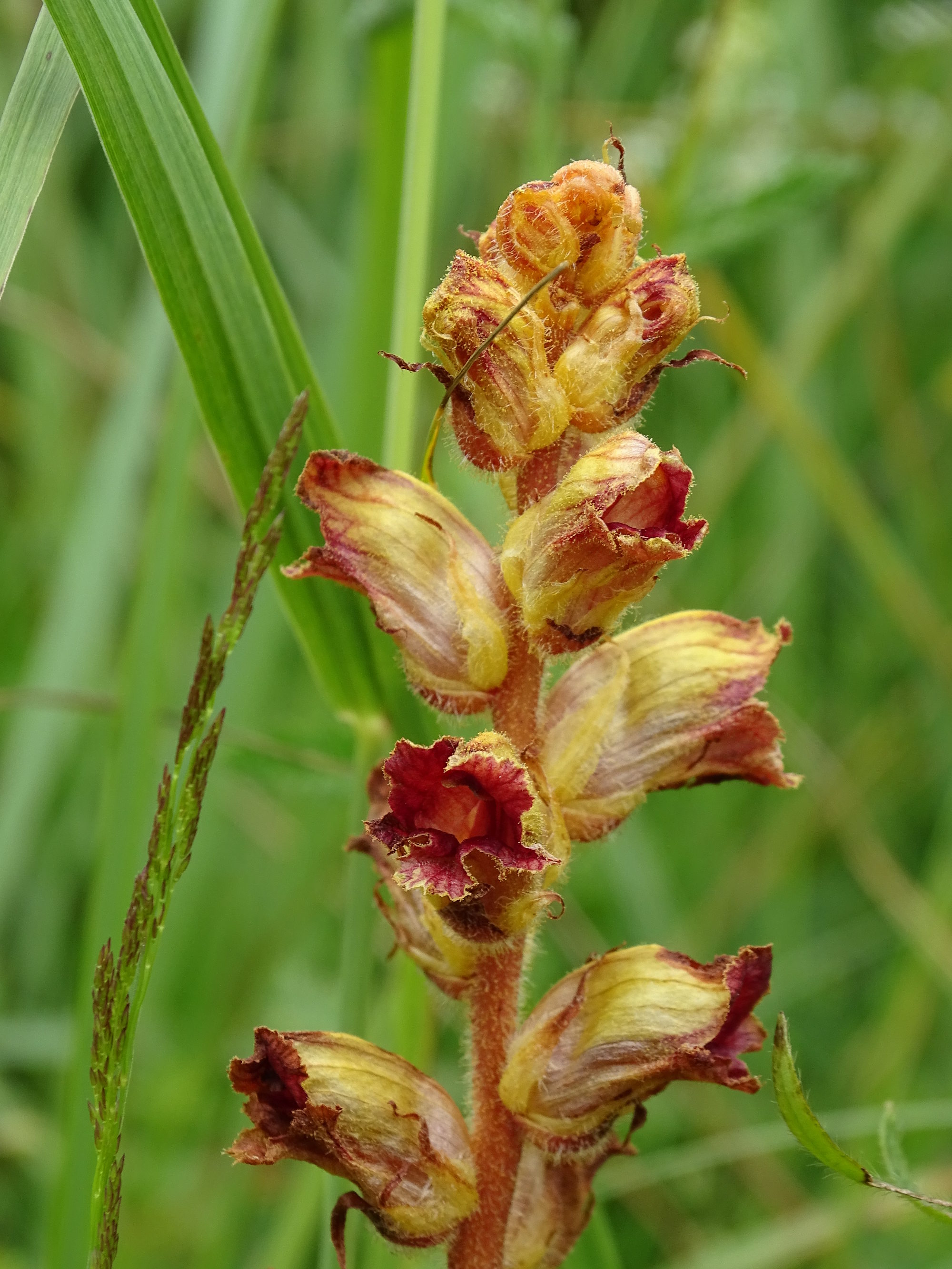 Orobanche gracilis_erhardhoehe2.jpg