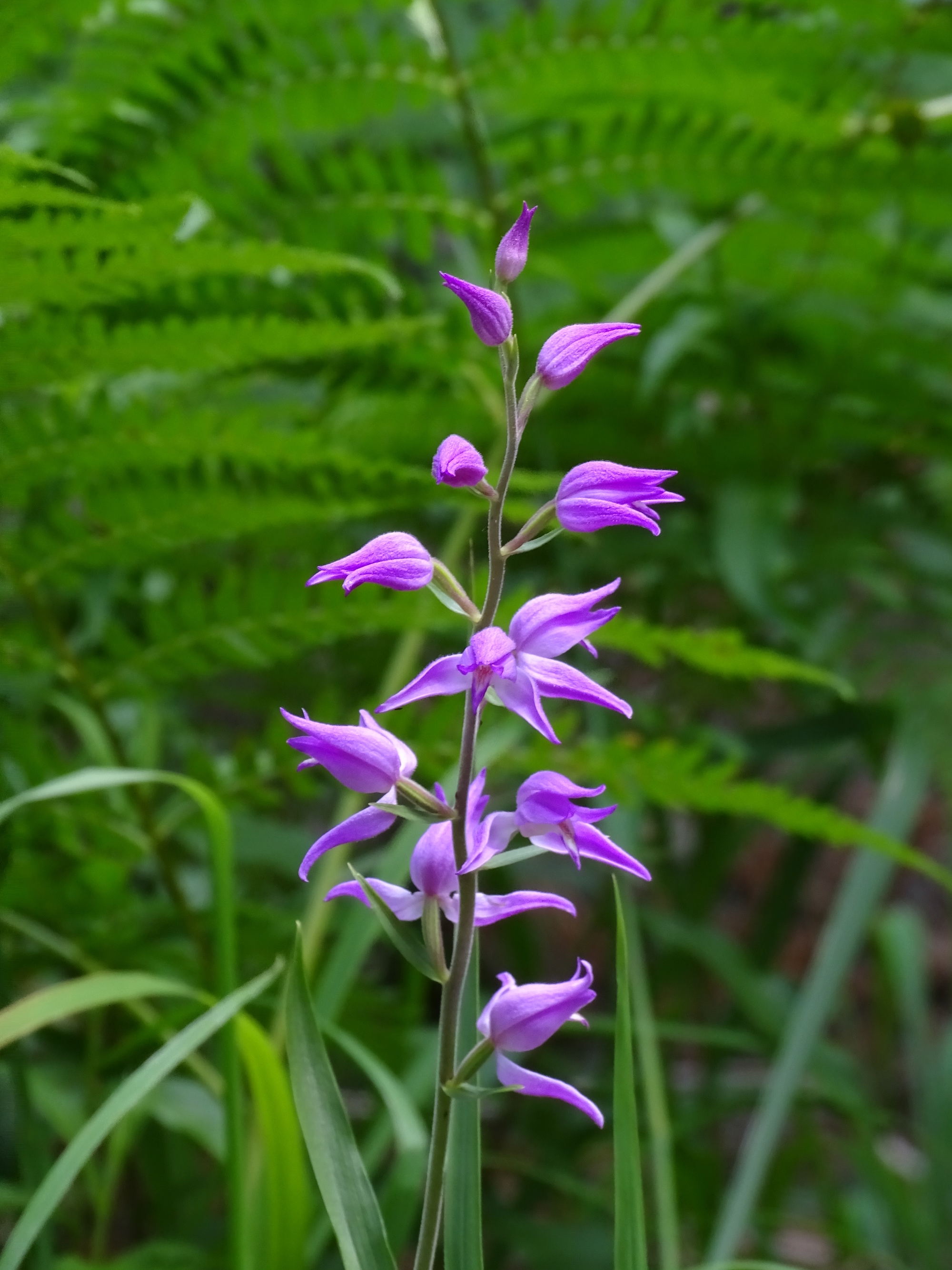 Cephalanthera rubra_novystein.jpg