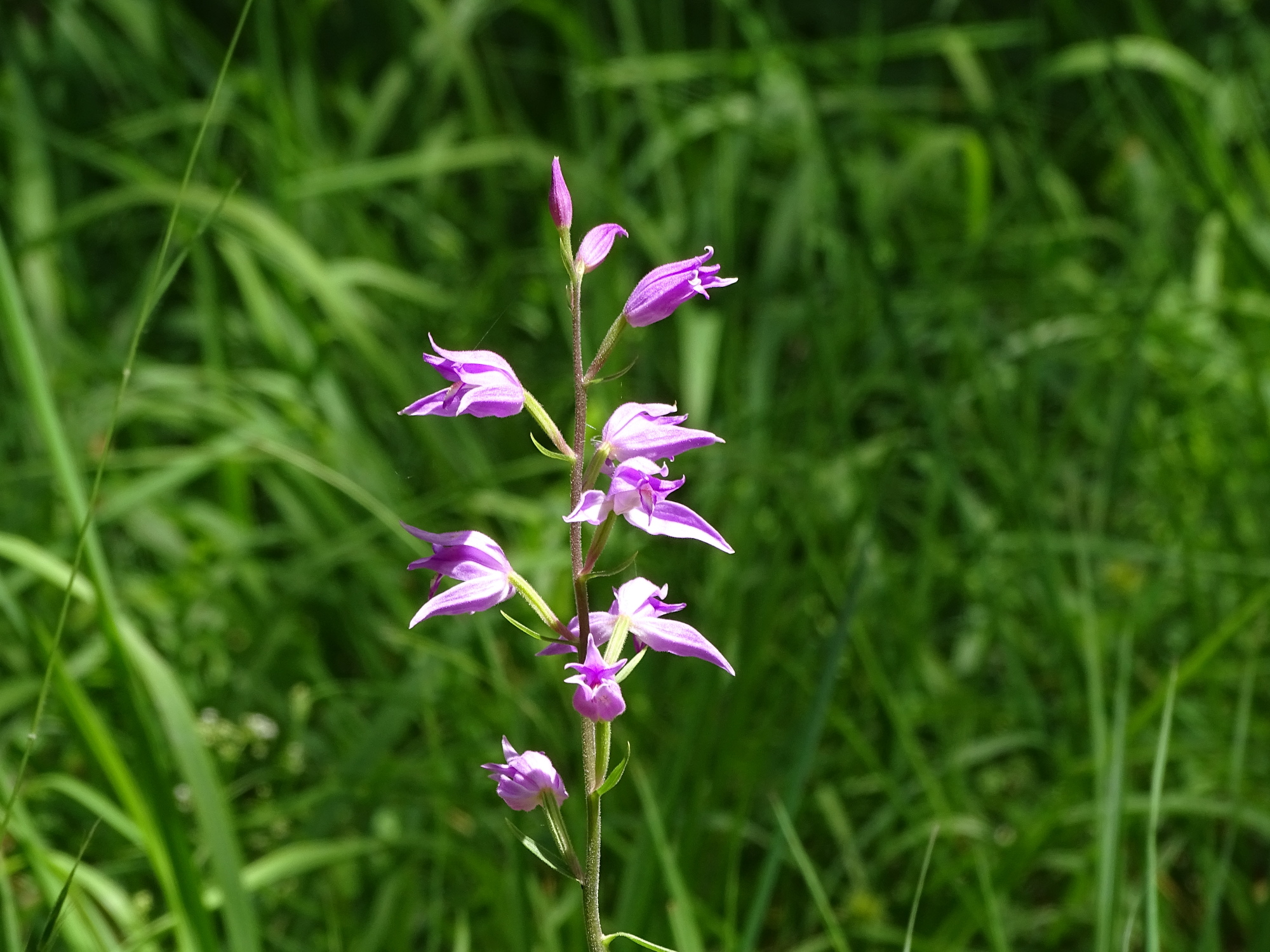 Cephalanthera rubra_novystein2.jpg