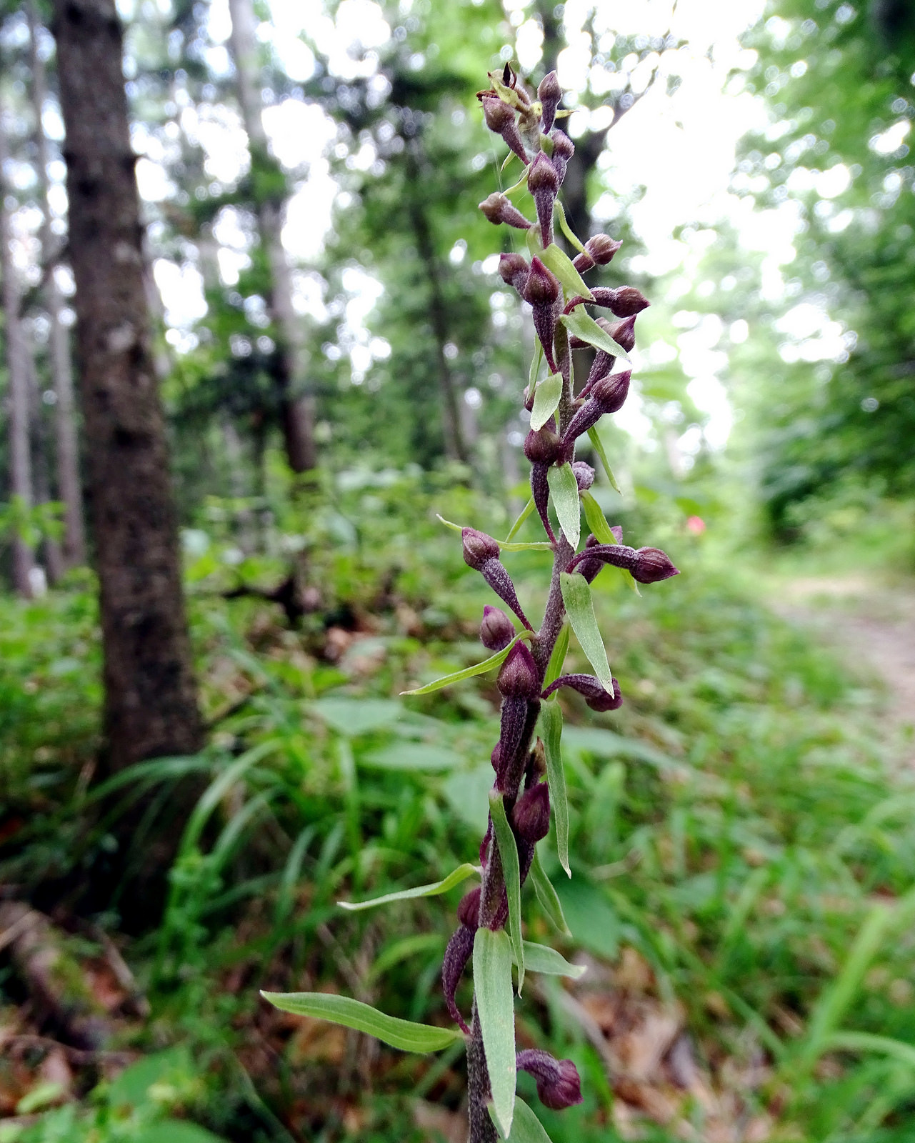 Epipactis atrorubens.jpg