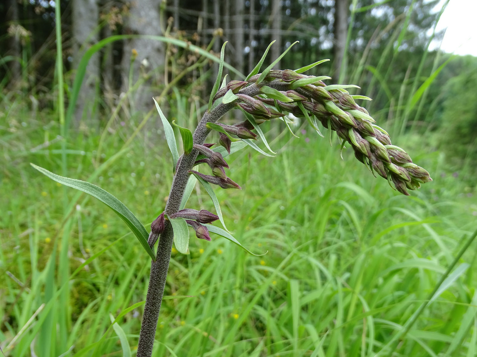 Epipactis atrorubens2.jpg