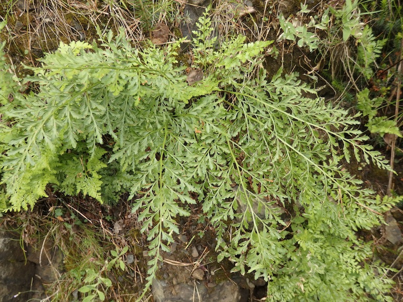 01Asplenium_cuneifolium.JPG