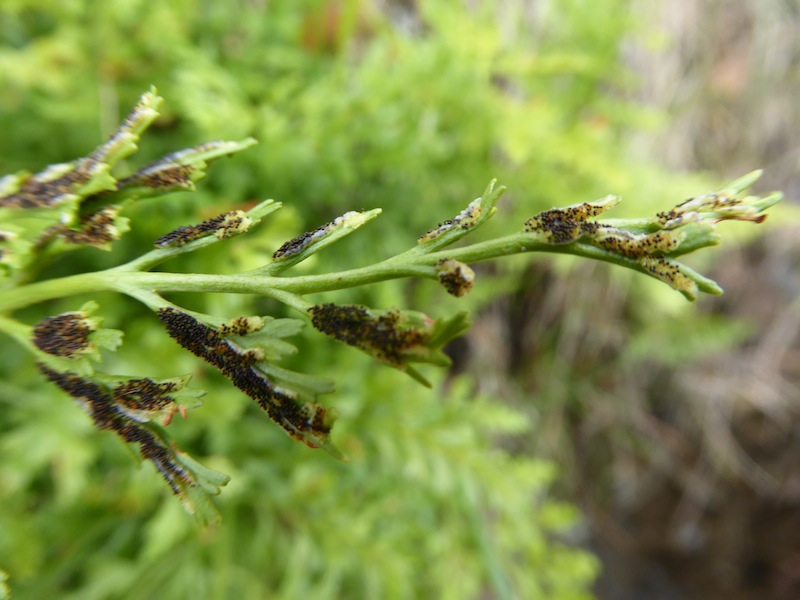 03Asplenium_cuneifolium.JPG