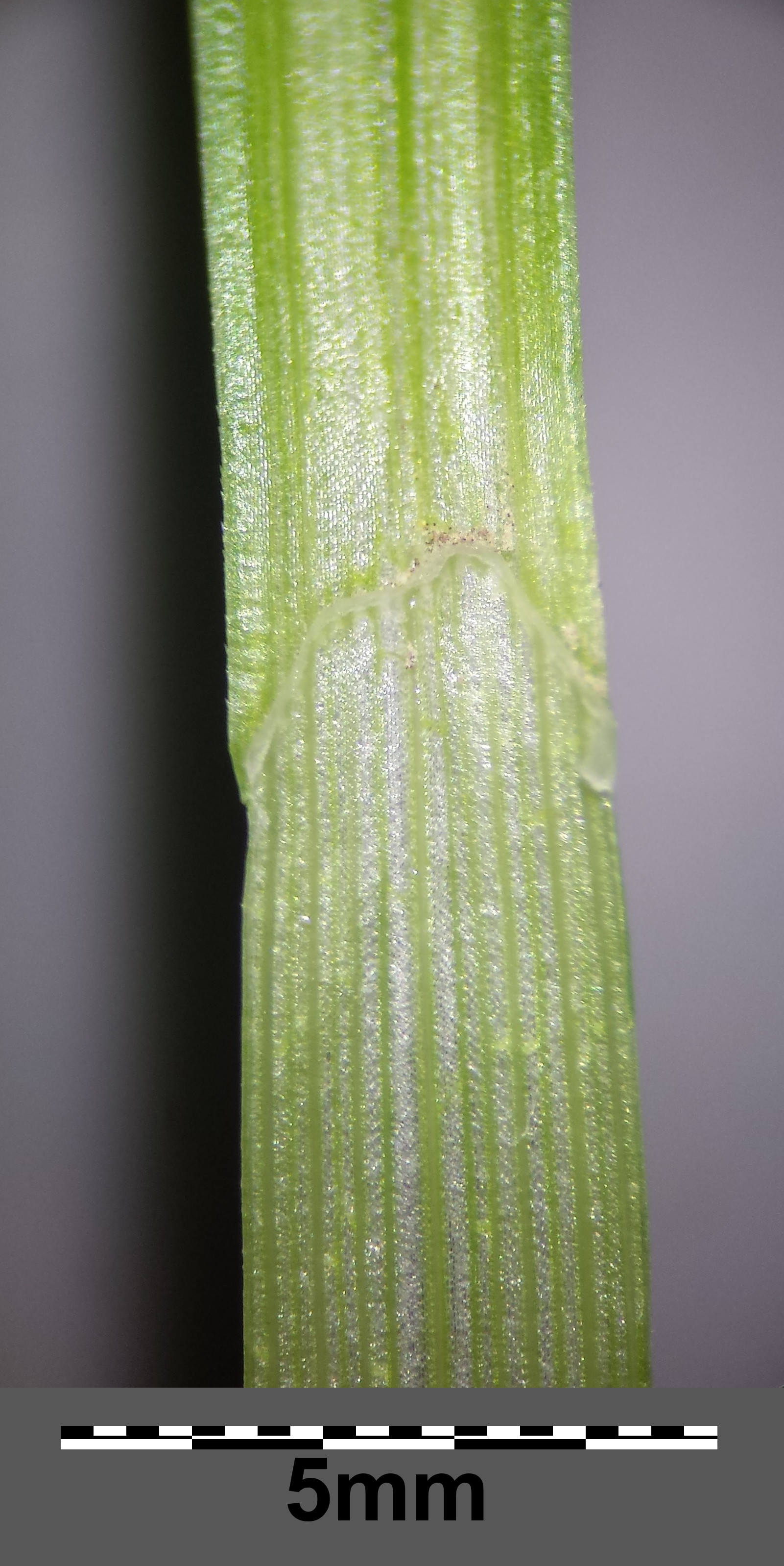 Mikro8.jpg