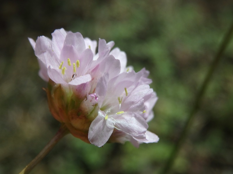 08Armeria_elongata.JPG