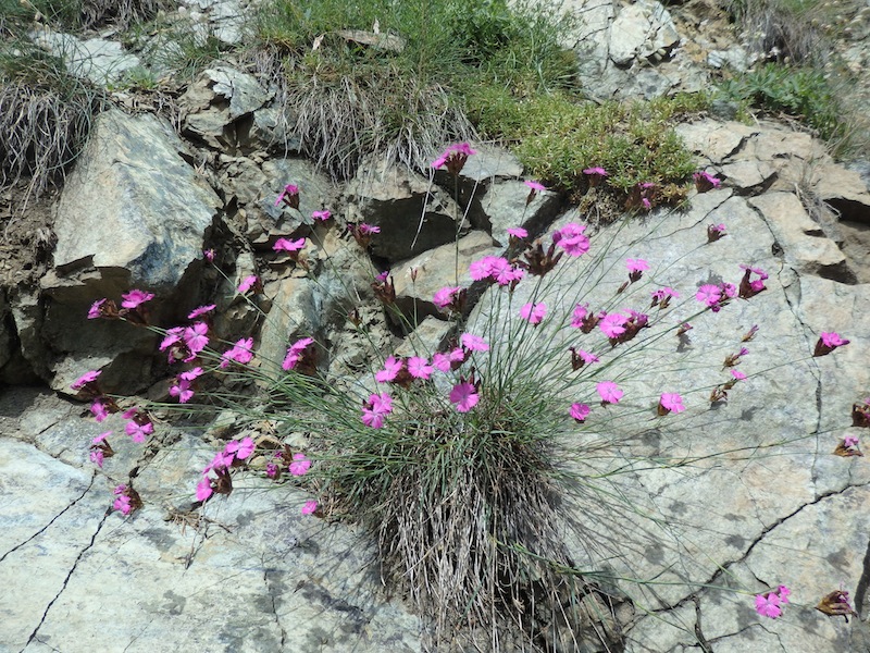 15Dianthus_carthusianorum.JPG