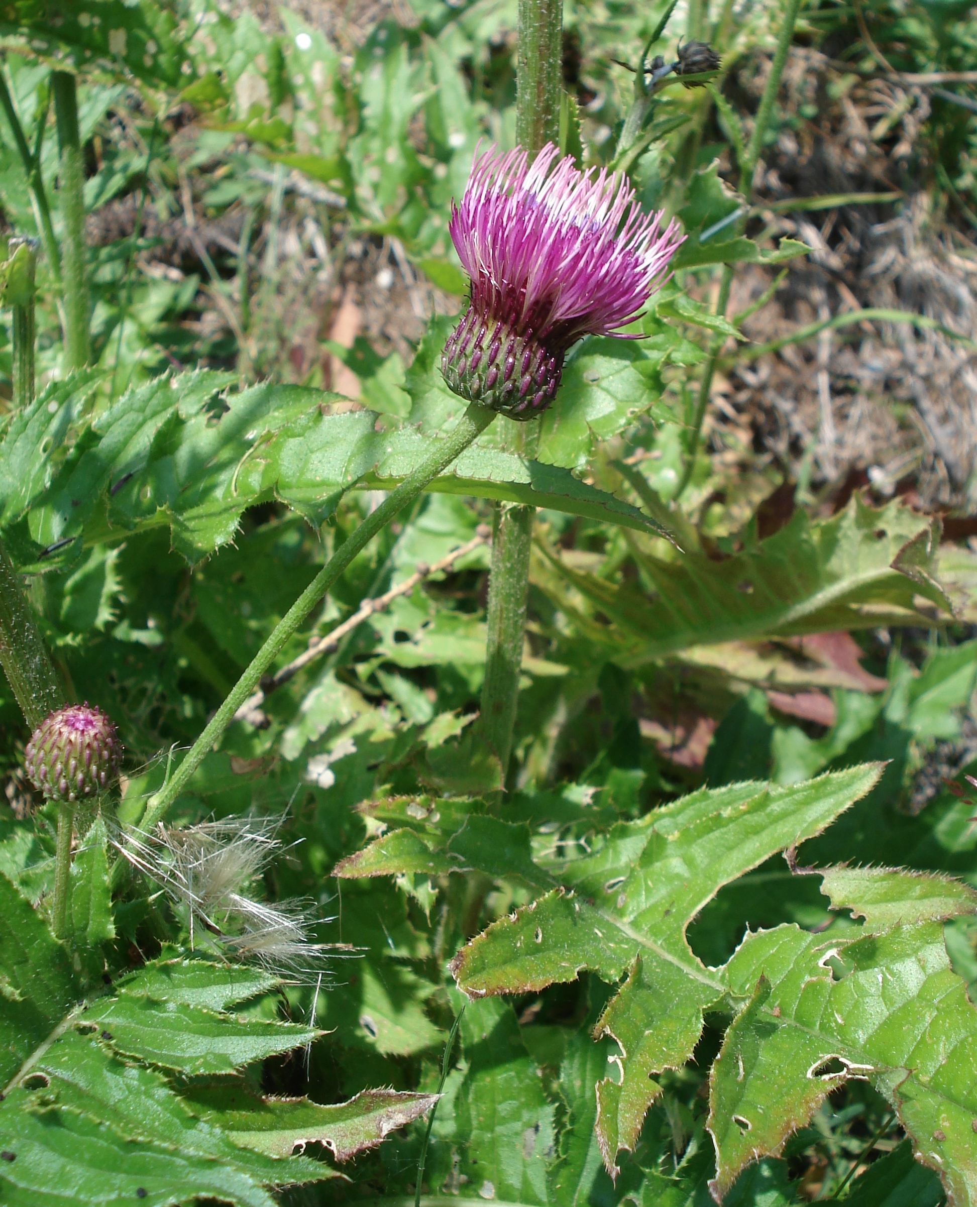 Cirsium.erisithales x pannonicum. Villacher.Alpe.jpg