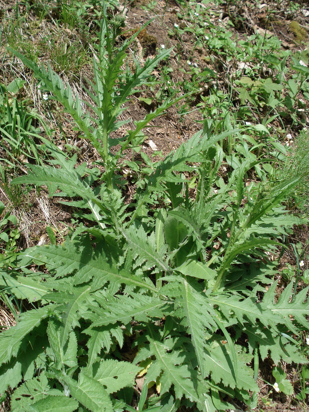 Cirsium.erisithales x pannonicum.Slo-Slivnica,bei.Blocice.JPG