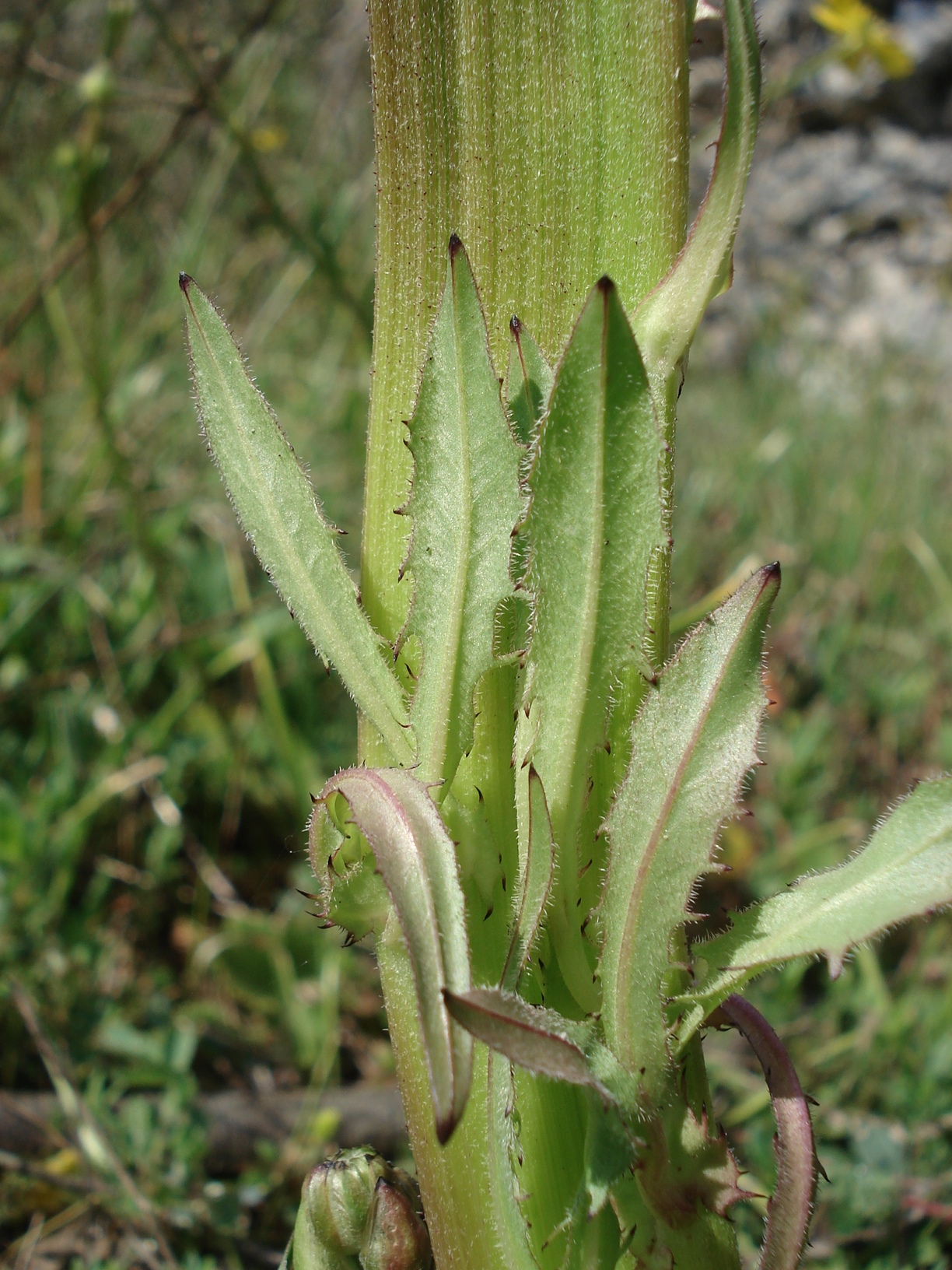 Crepis.vesicaria.ssp.ves.-verbändert.Apulien.Martinafranca.20.Apr.10...jpg