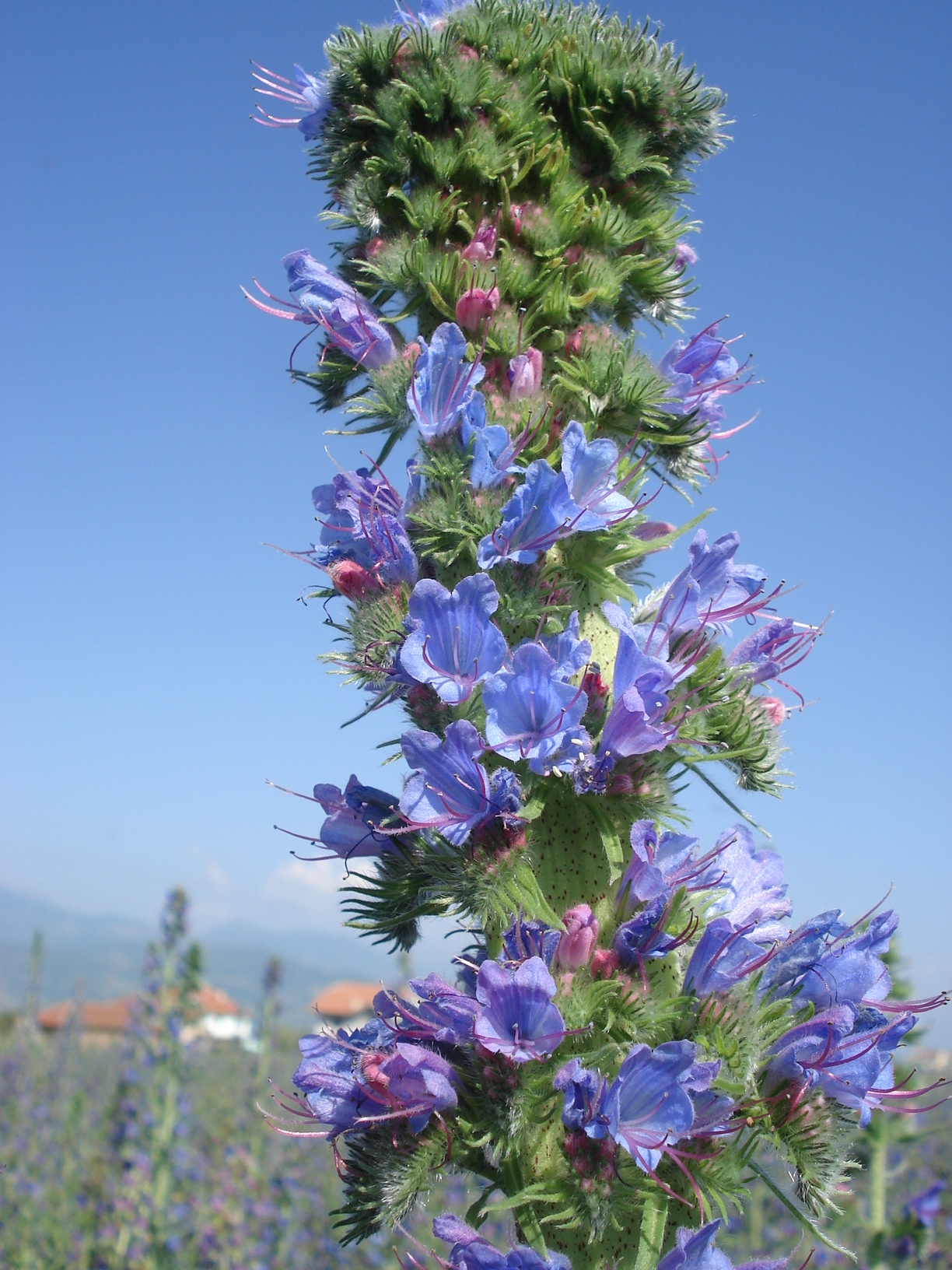 Echium.vulgare.verbändert.Albanien.Maqellare.8.Juni.10.jpg