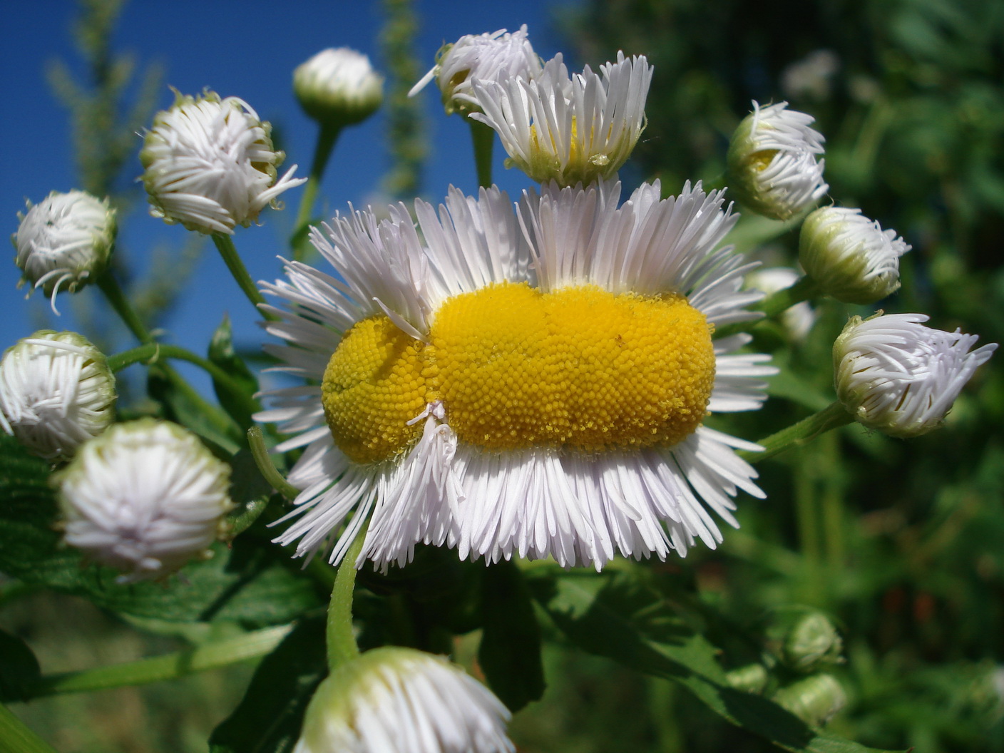 Erigeron.annuus.verbänder.Gosdorf .jpg