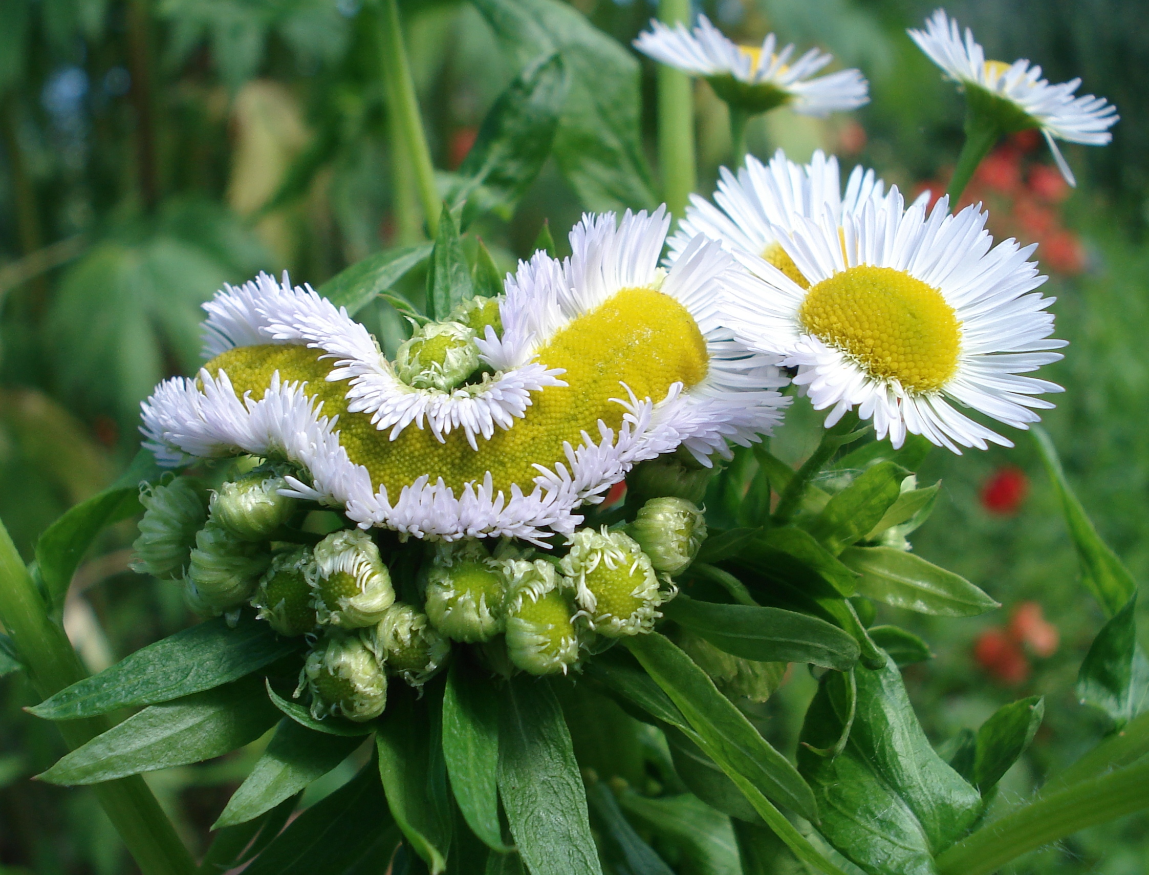 Erigeron.annuus.verbändert.Gosdorf .jpg