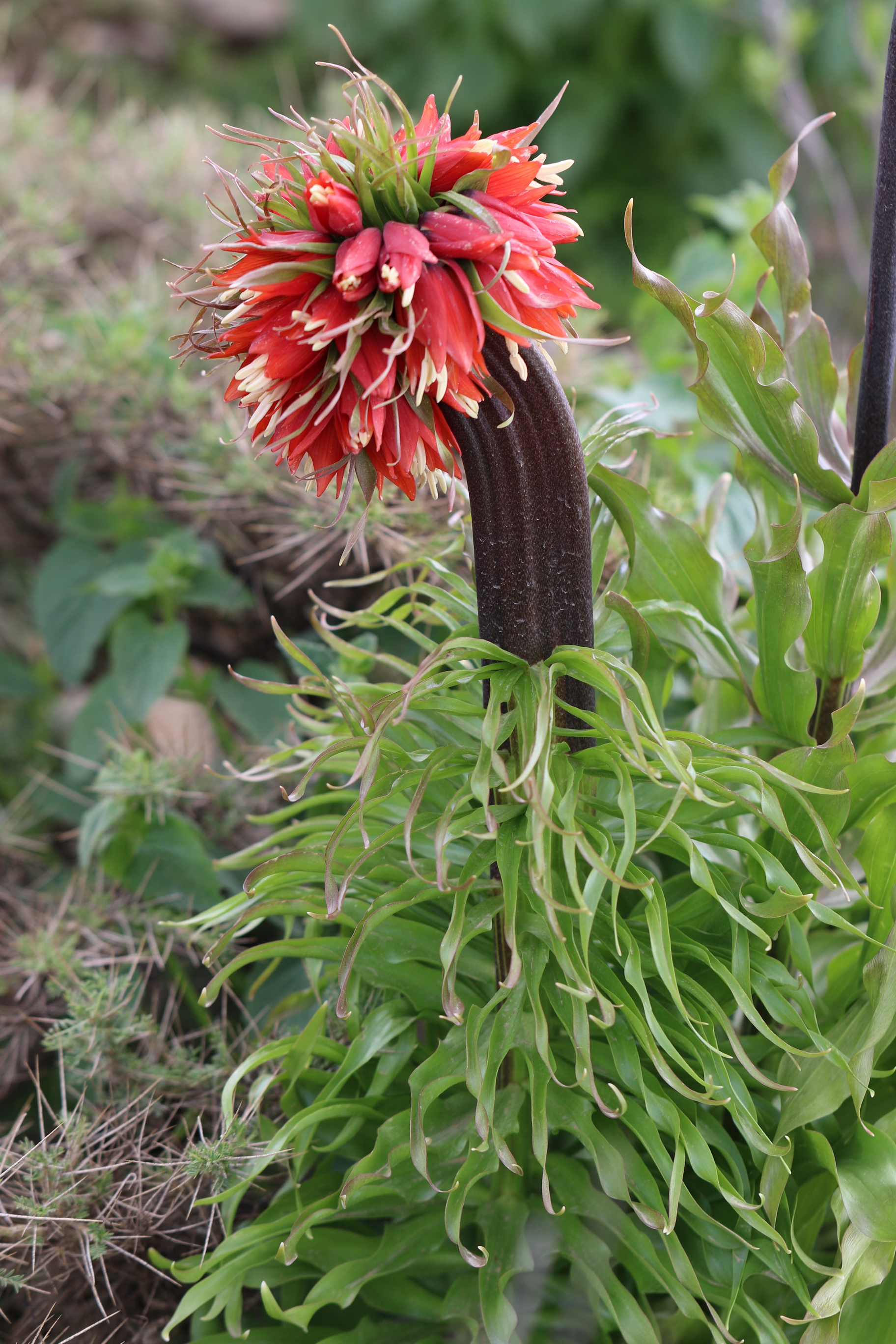 Fritillaria.imperialis.verbändert.Iran-Chelgerd.10 Stdort.JPG