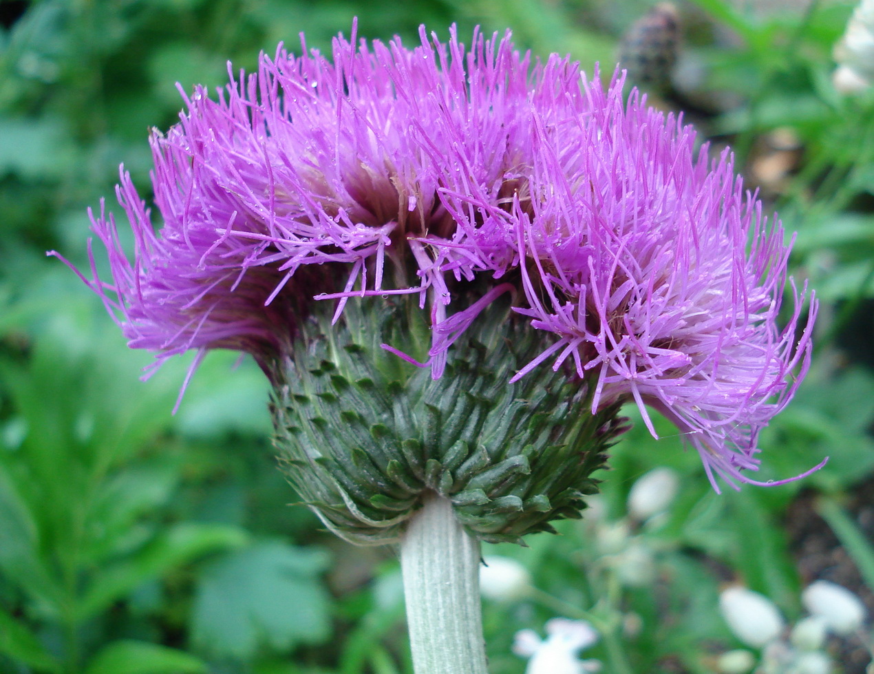 Cirsium.heterophyllum-Verbänderung.jpg