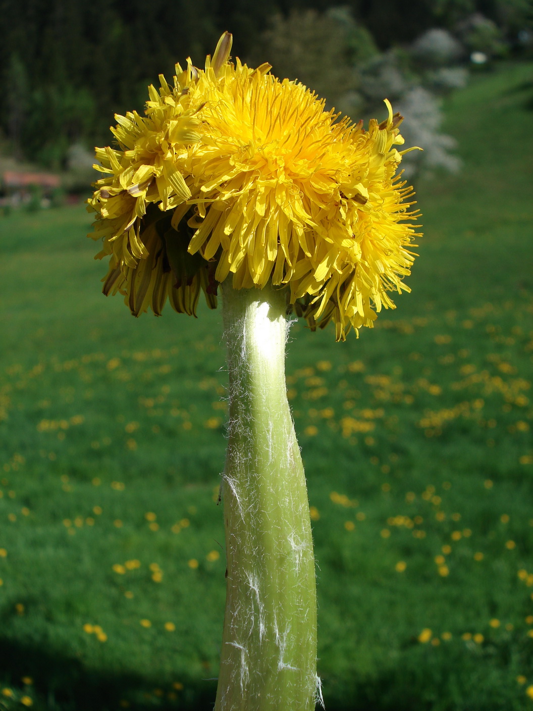 Taraxacum.officinale-Verbänderung.K-Prössinggr .jpg