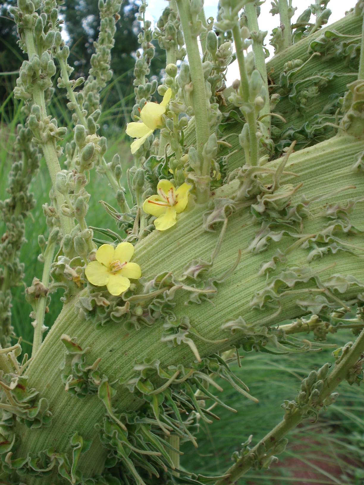 Verbascum.olympicum.Verbänderung.3.jpg