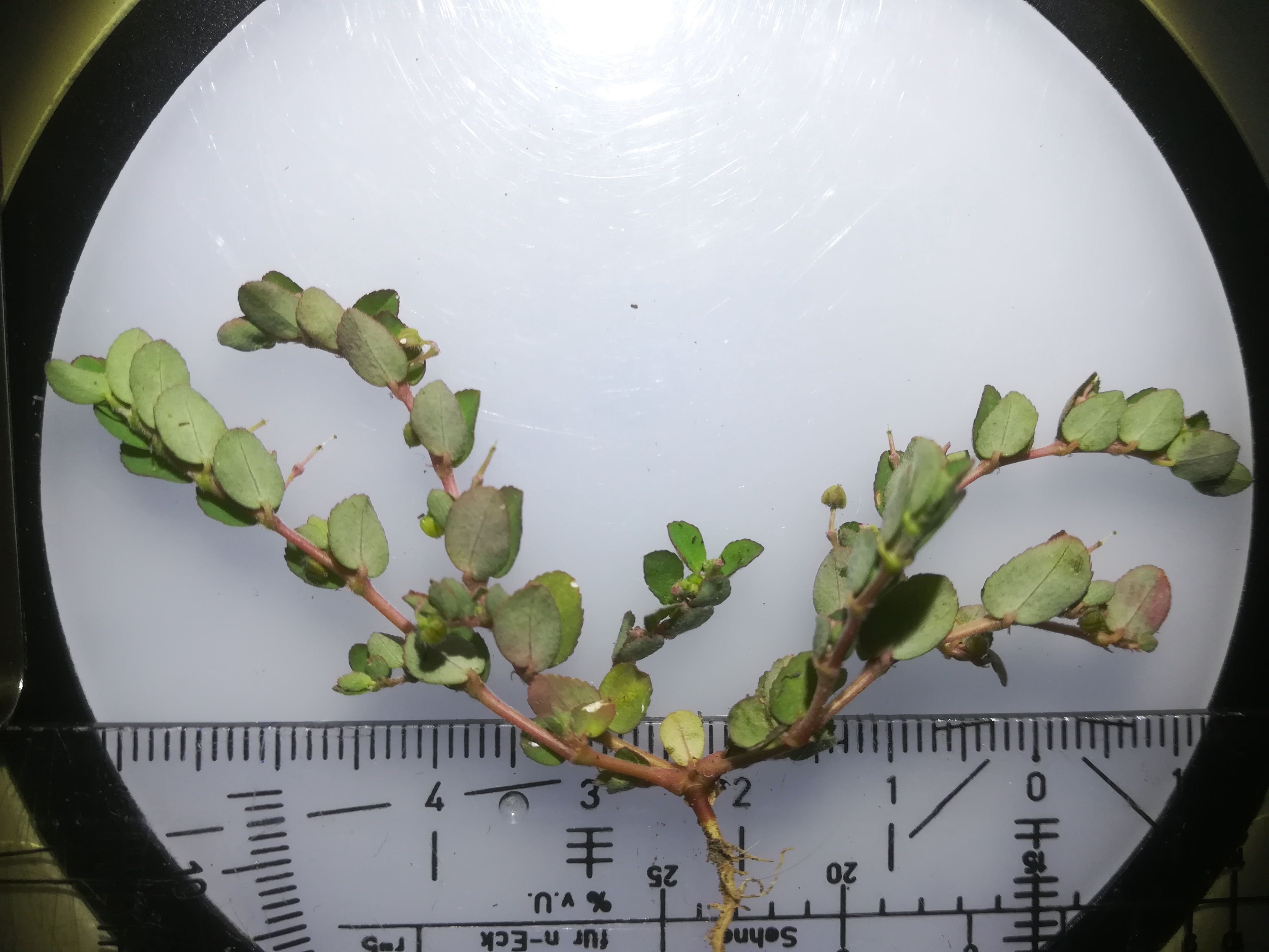 euphorbia prostrata sonnwendviertel_20180625_194715.jpg