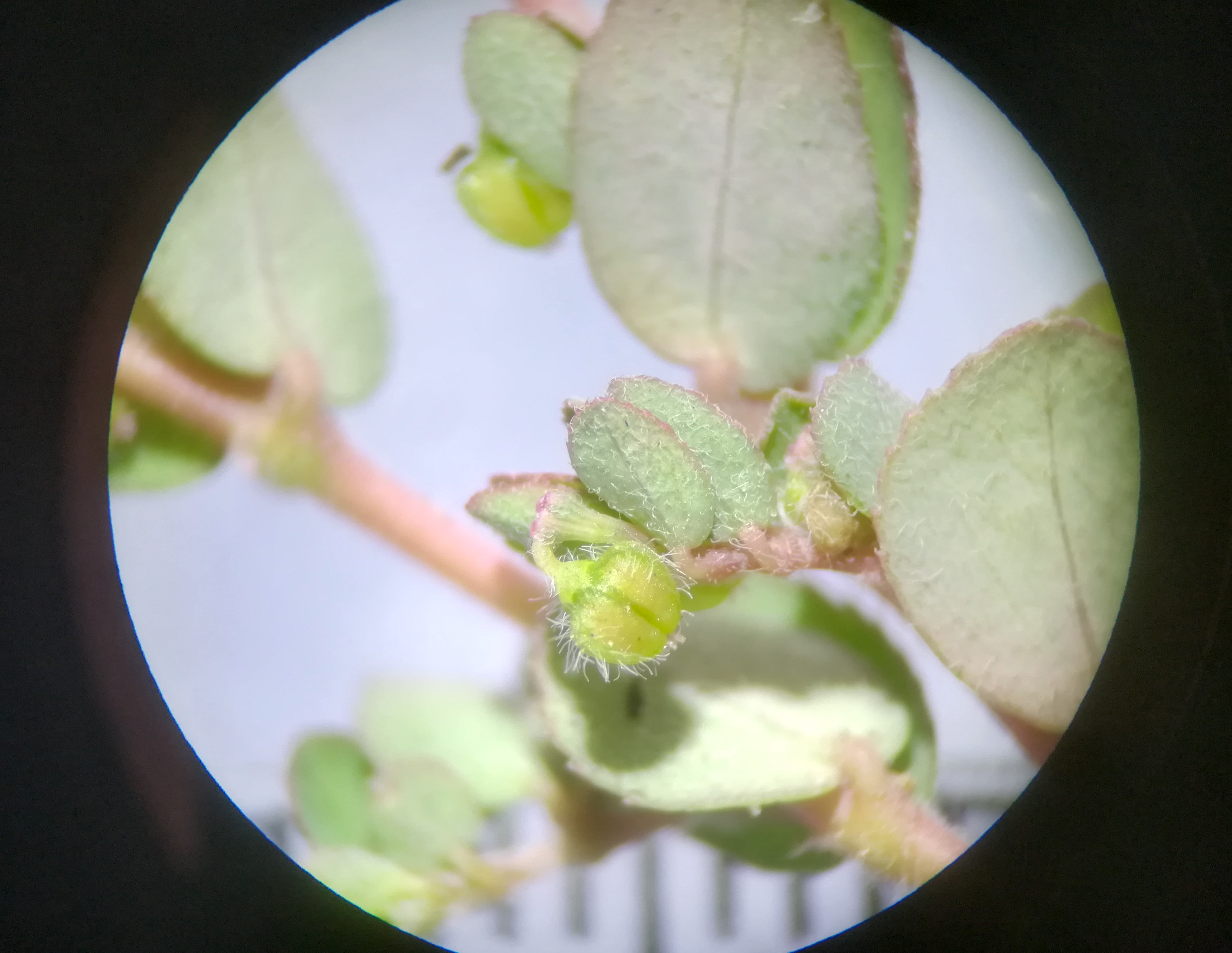 euphorbia prostrata sonnwendviertel_20180625_194924.jpg
