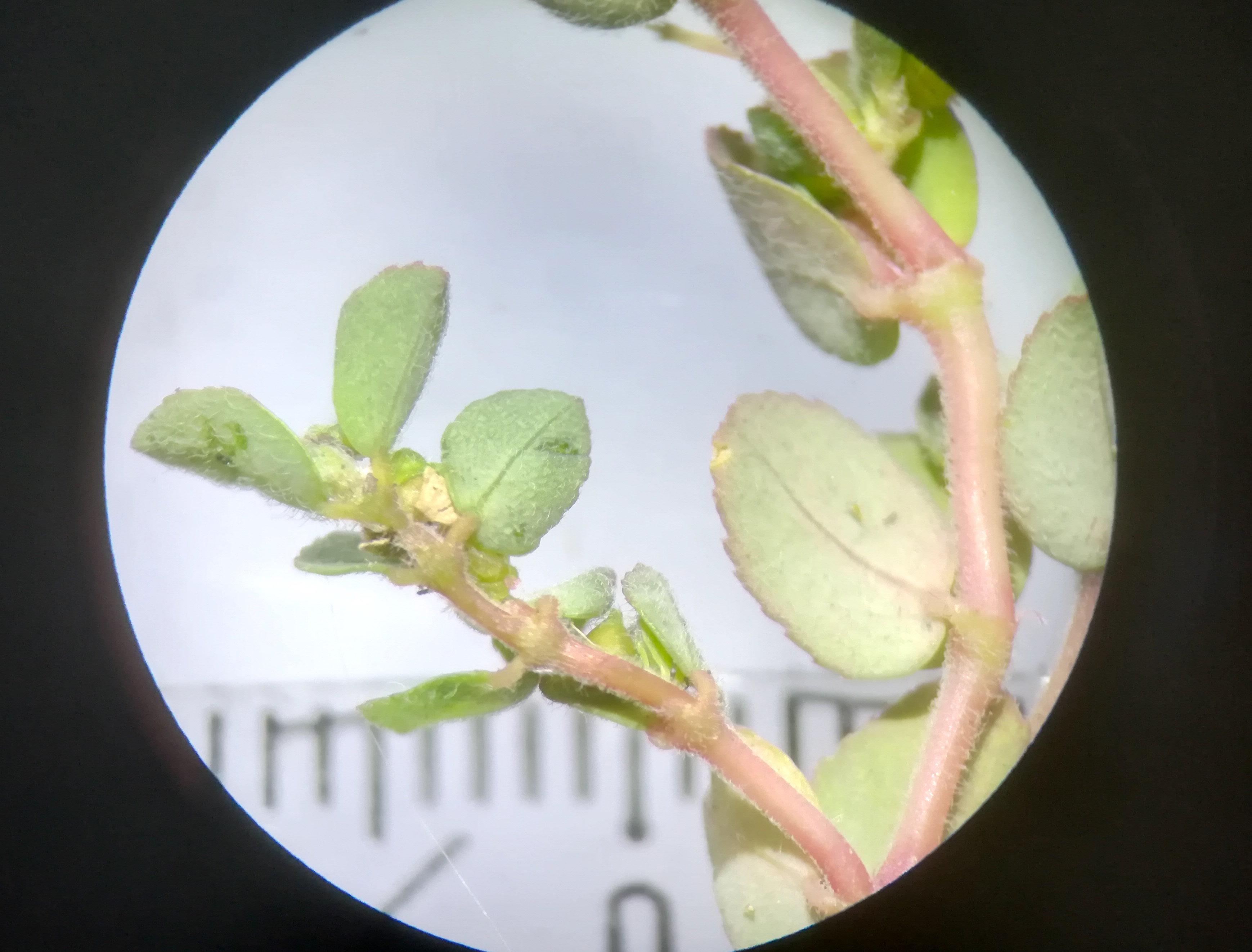 euphorbia prostrata sonnwendviertel_20180625_195102.jpg
